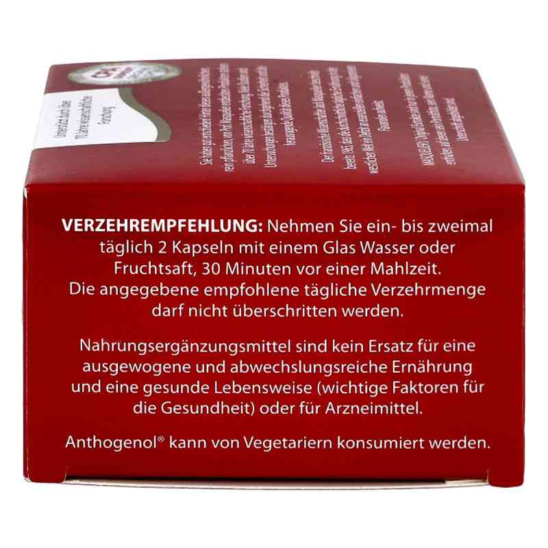 Anthogenol® Kapseln