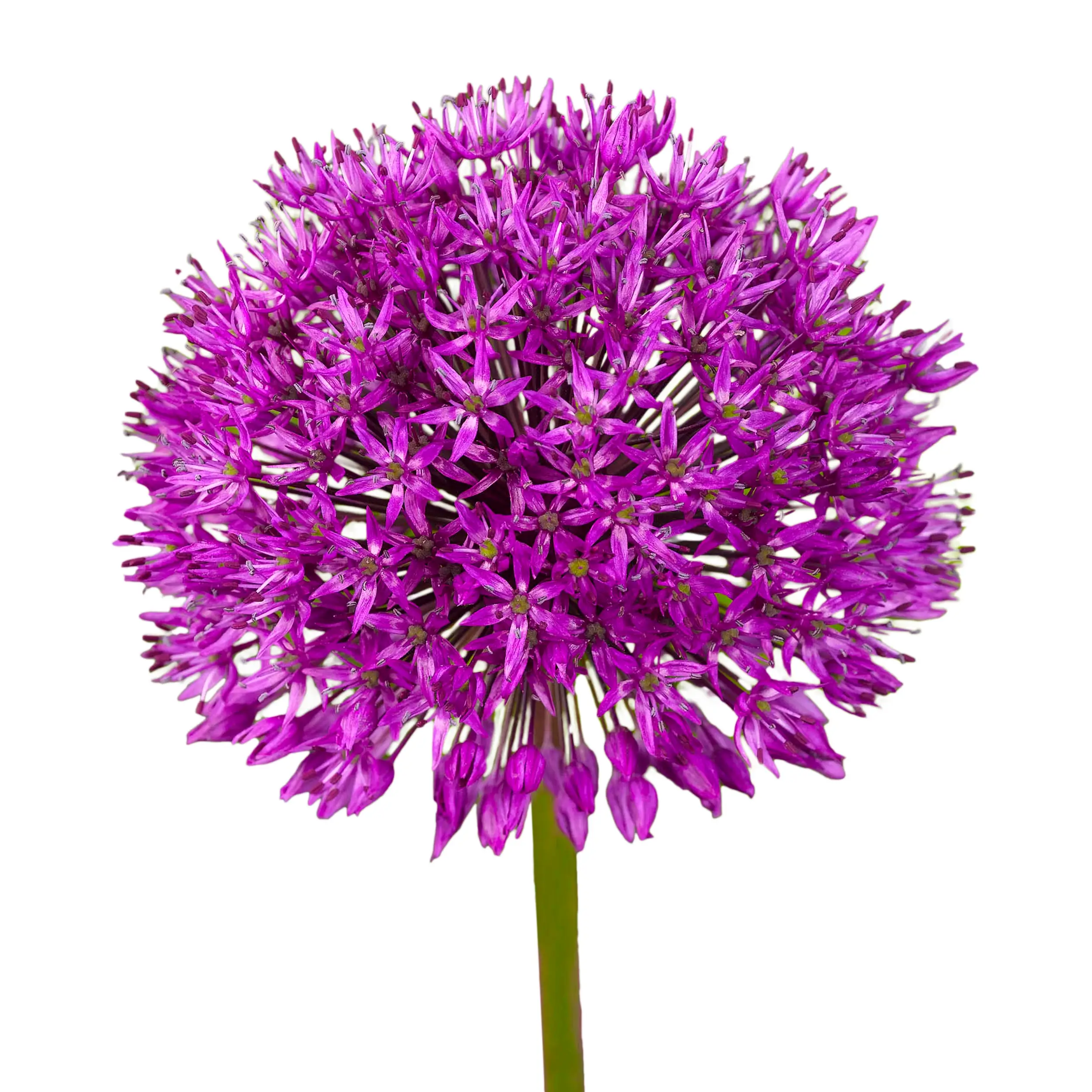 Allium 'Purple Sensation' - dark purple
