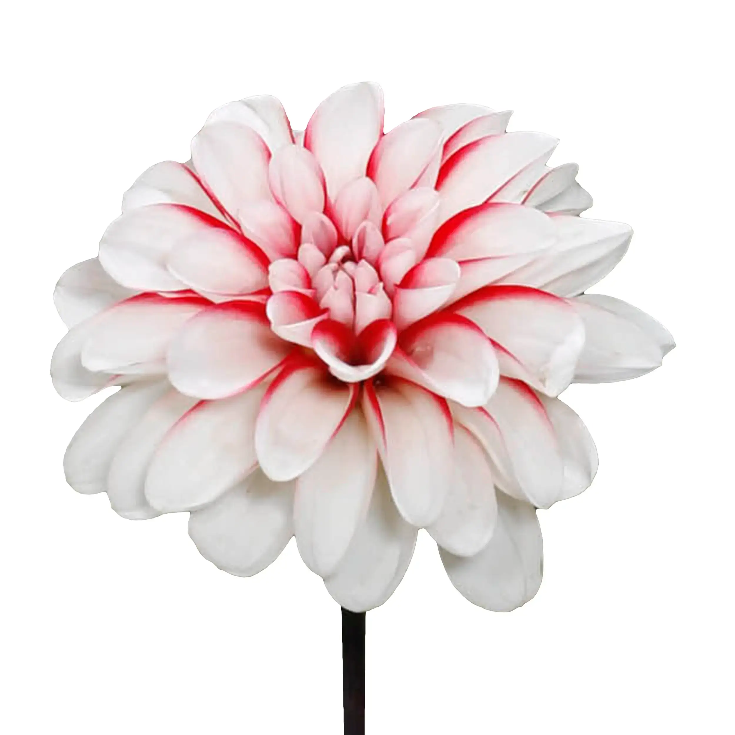 Dahlia 'Pacific Time' - red with white