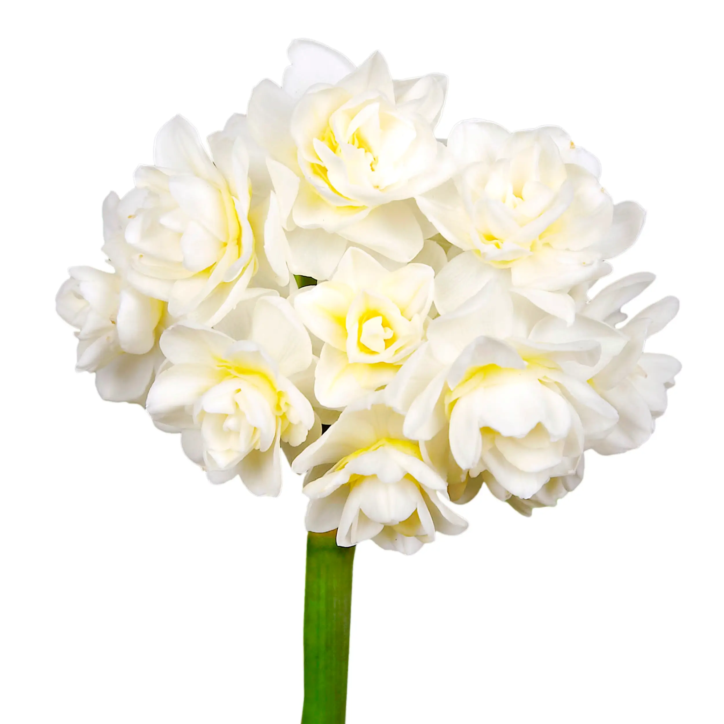 Daffodil 'Erlicheer' - creme