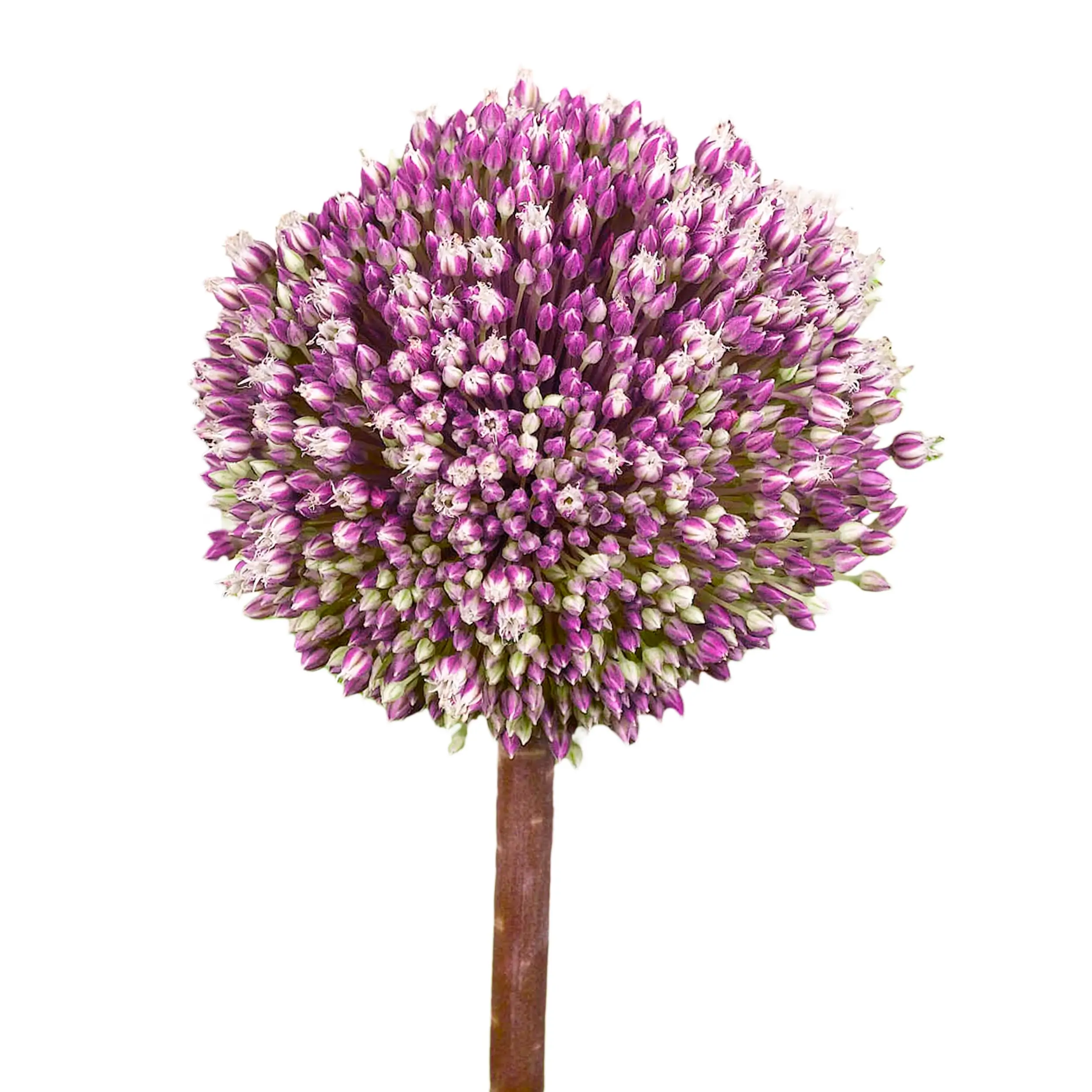 Allium 'Summer Drummer' - pink with purple