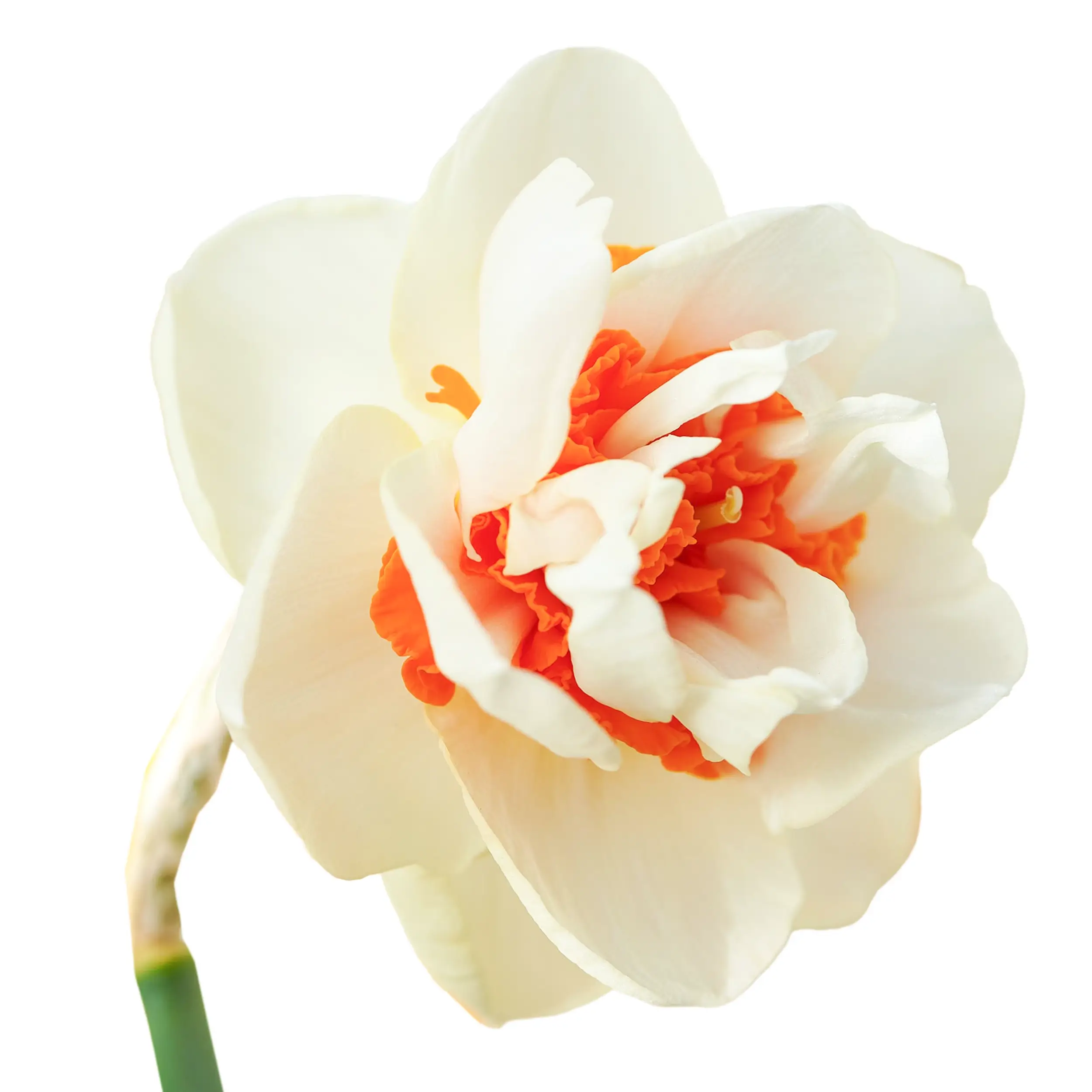Daffodil 'Romantic Paradise' - creme with orange