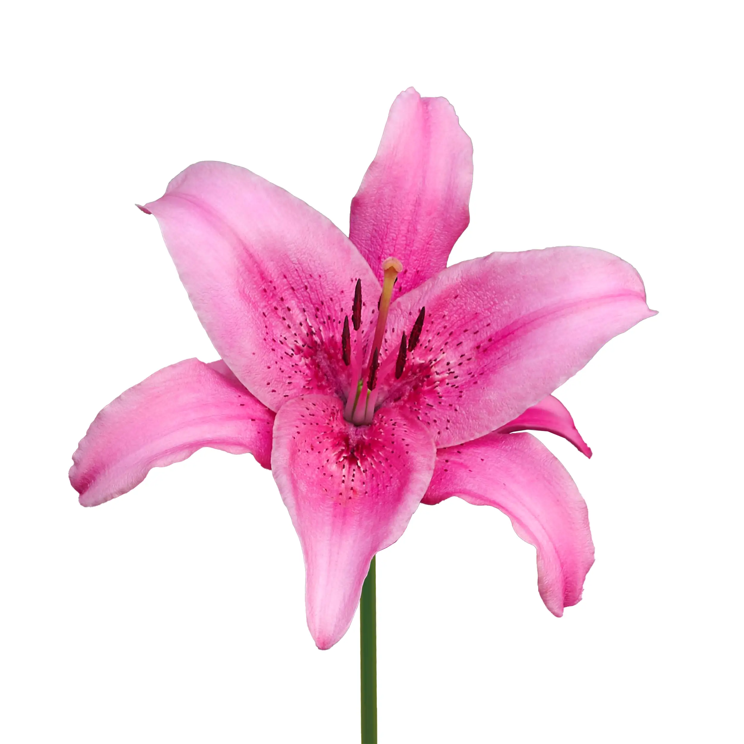 Lily 'Pink County' - pink with purple