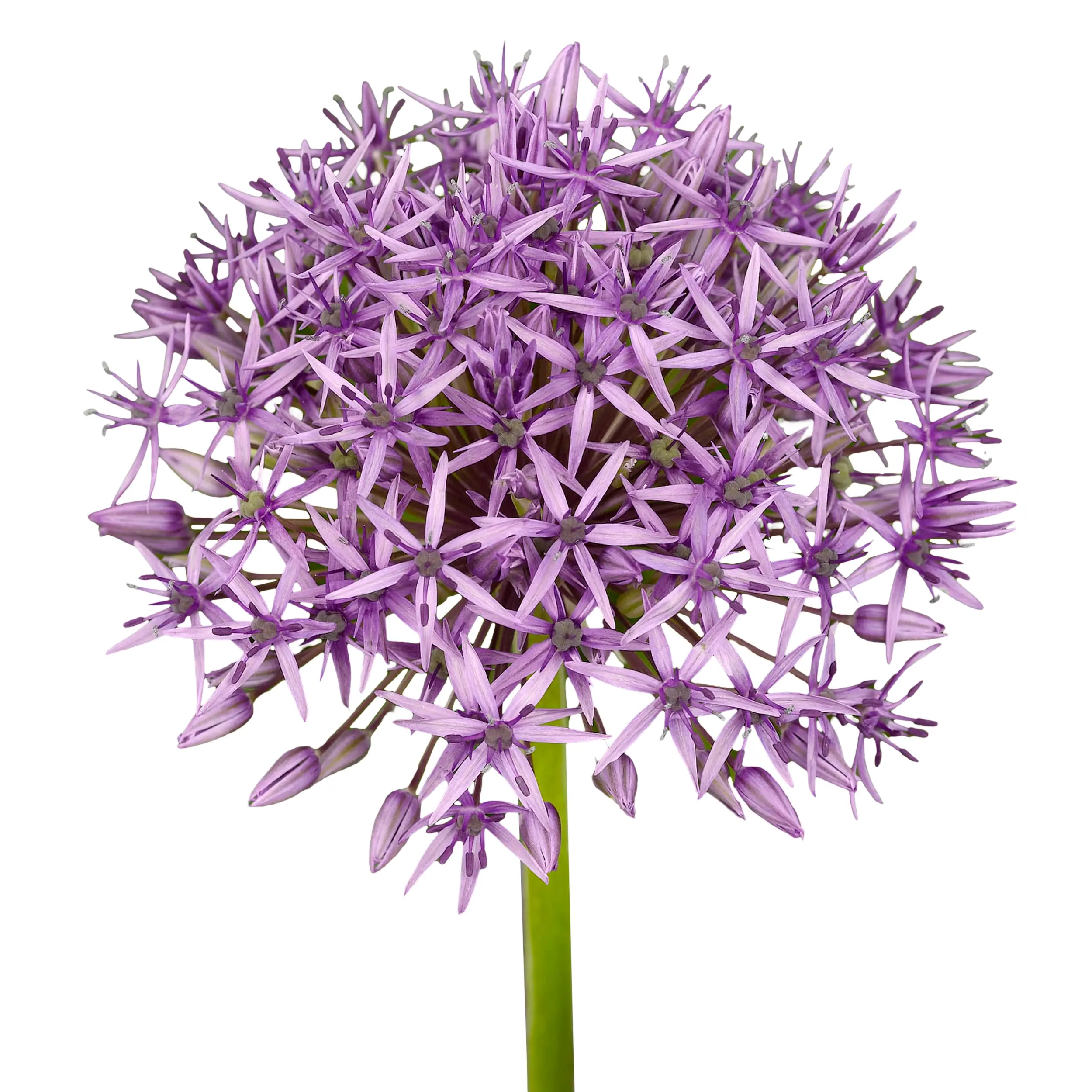 Allium 'Violet Beauty' - Lilac