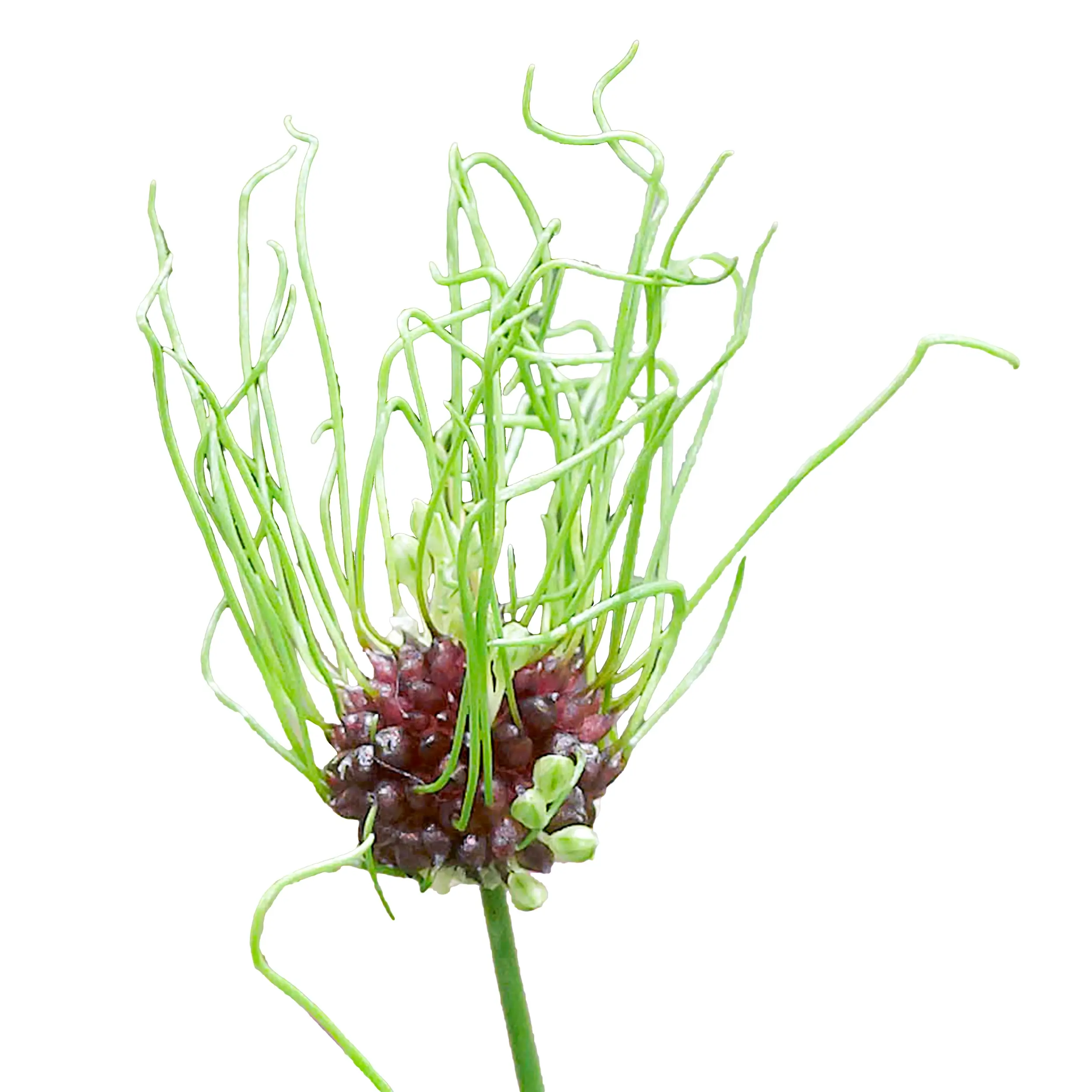 Allium 'Hair' - groen