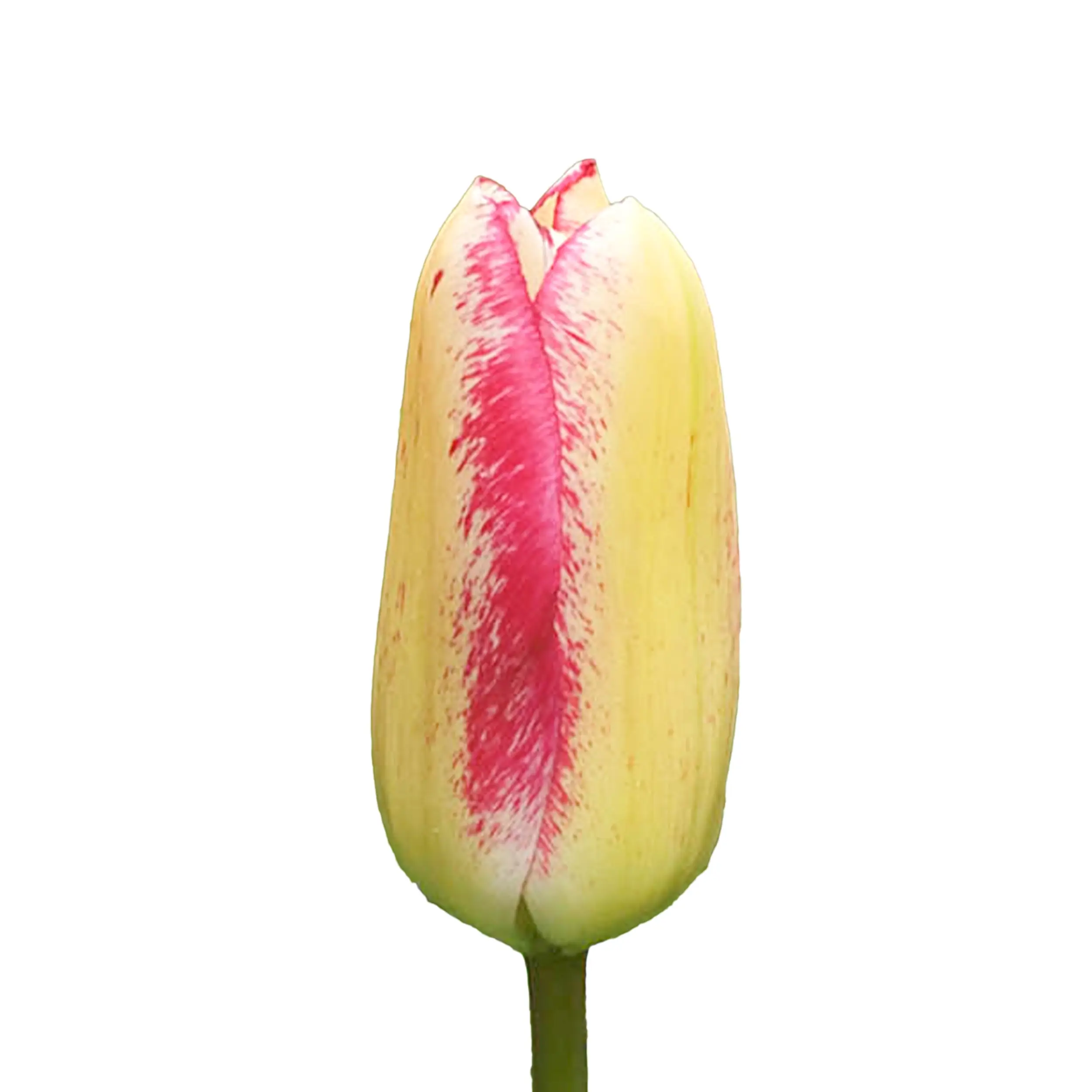 Tulip 'Moulin Rouge' - white with red