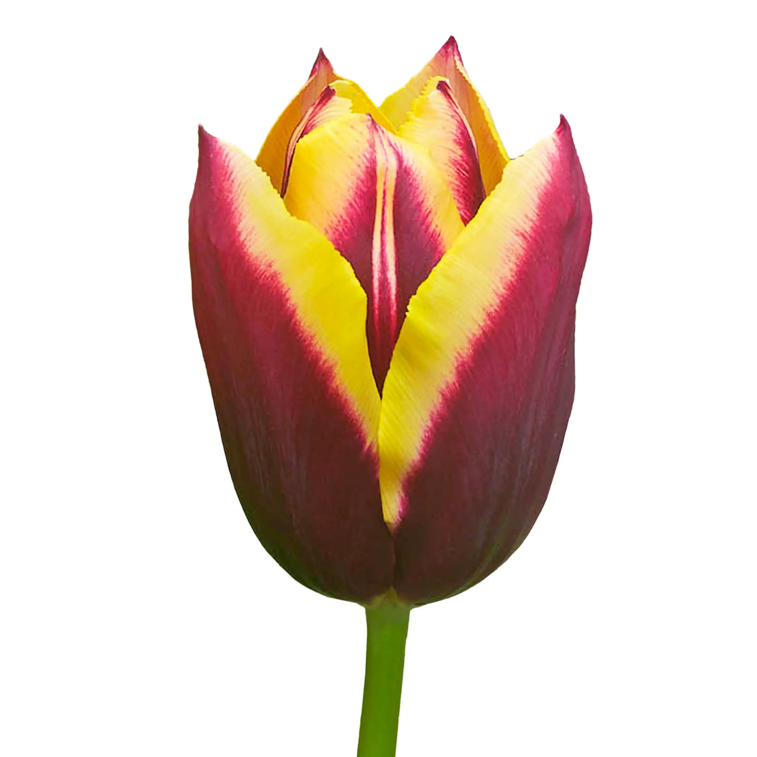 Tulip 'Gavota' - red with yellow