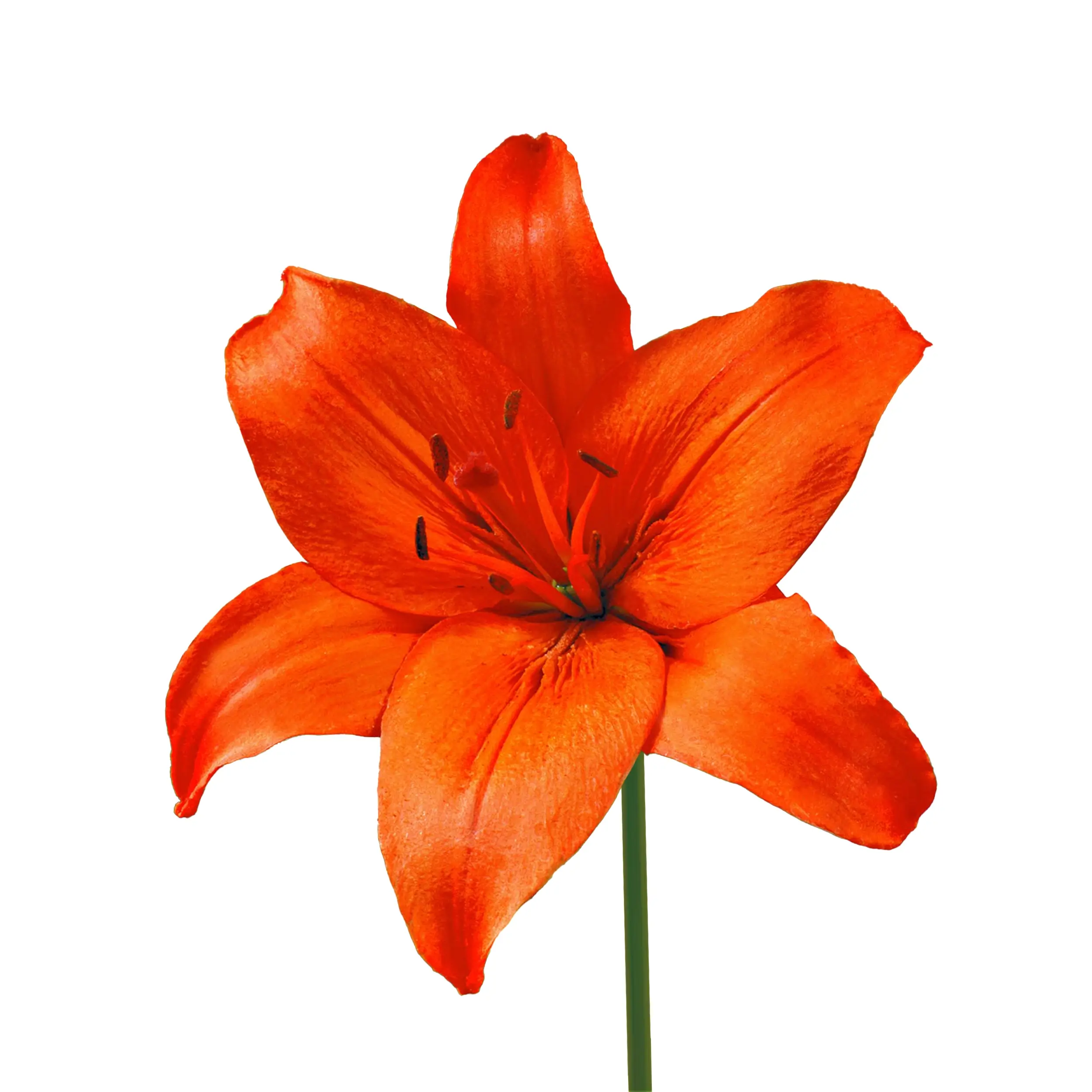 Lily 'Orange Ton' - orange