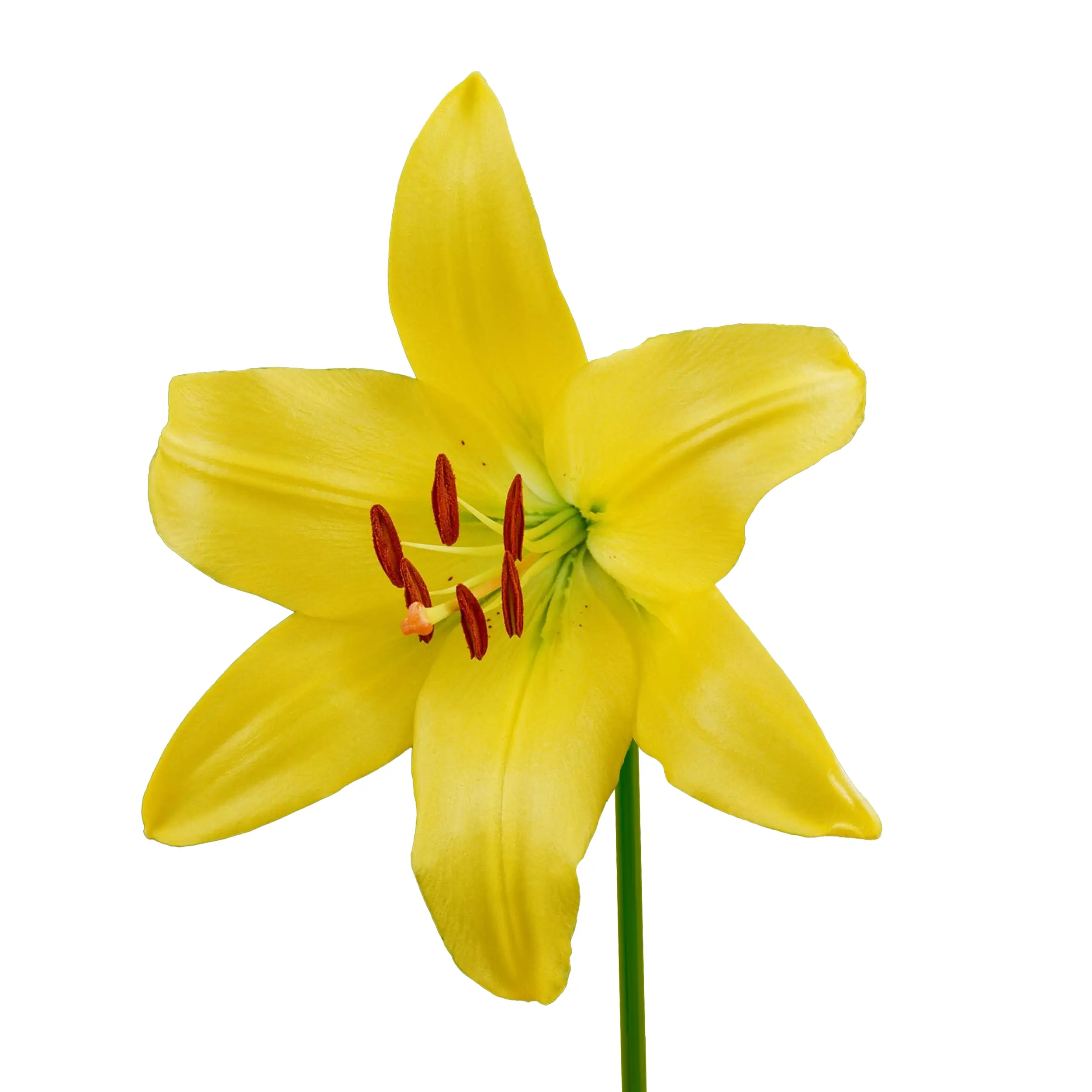 Lily 'Yellow County' - yellow with orange