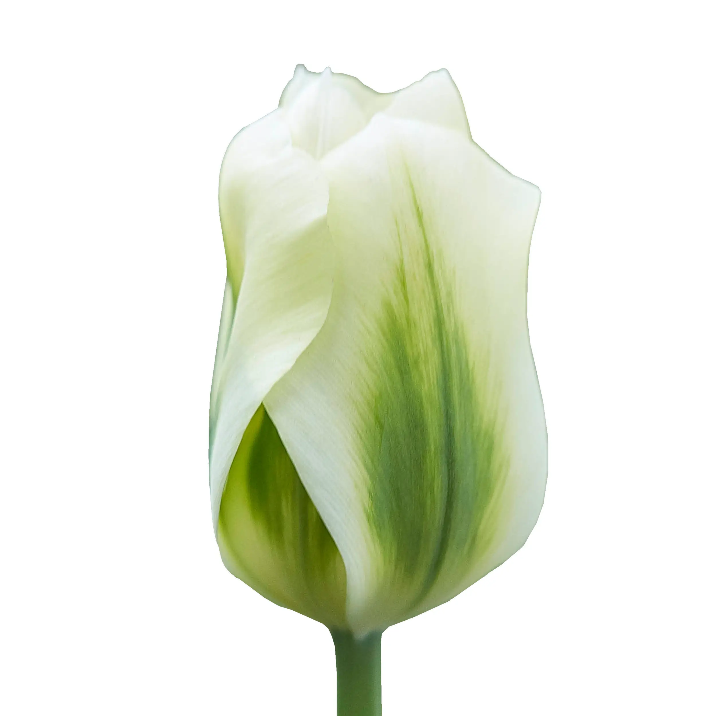 Tulip 'Spring Green' - green with white