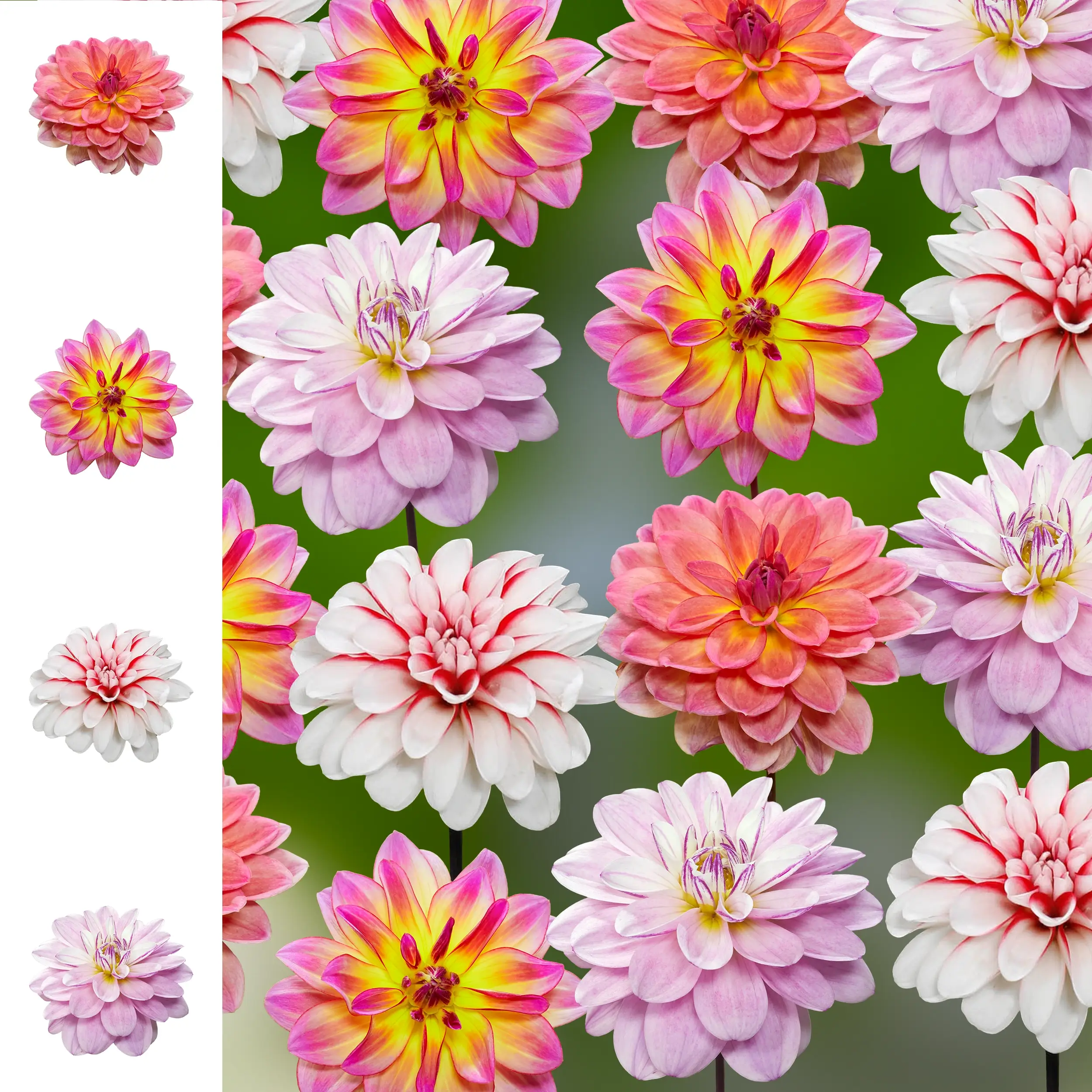 Dahlia set - Collection - 'Pacific summer' - 2025