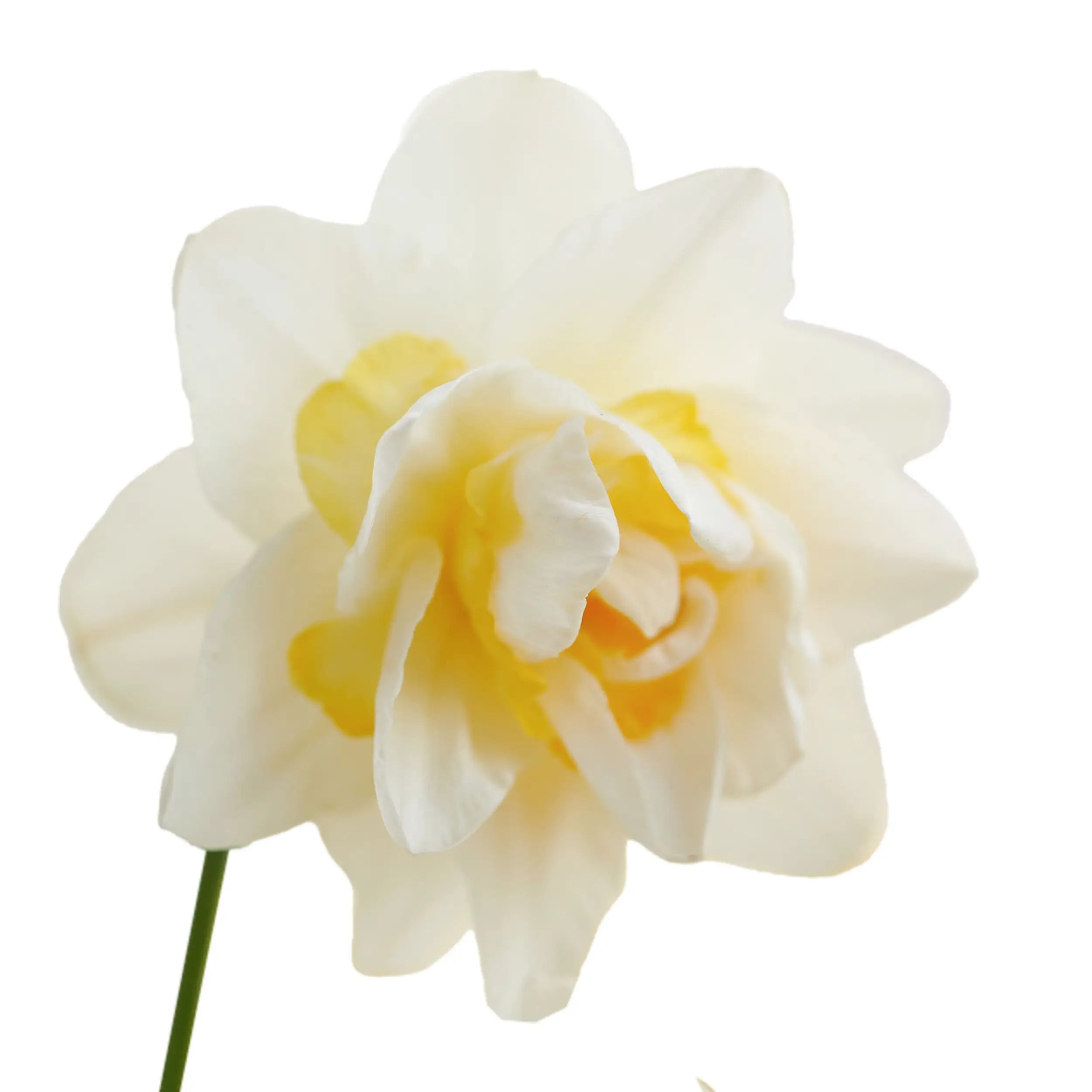 Daffodil 'Snow Paradise' - white with yellow