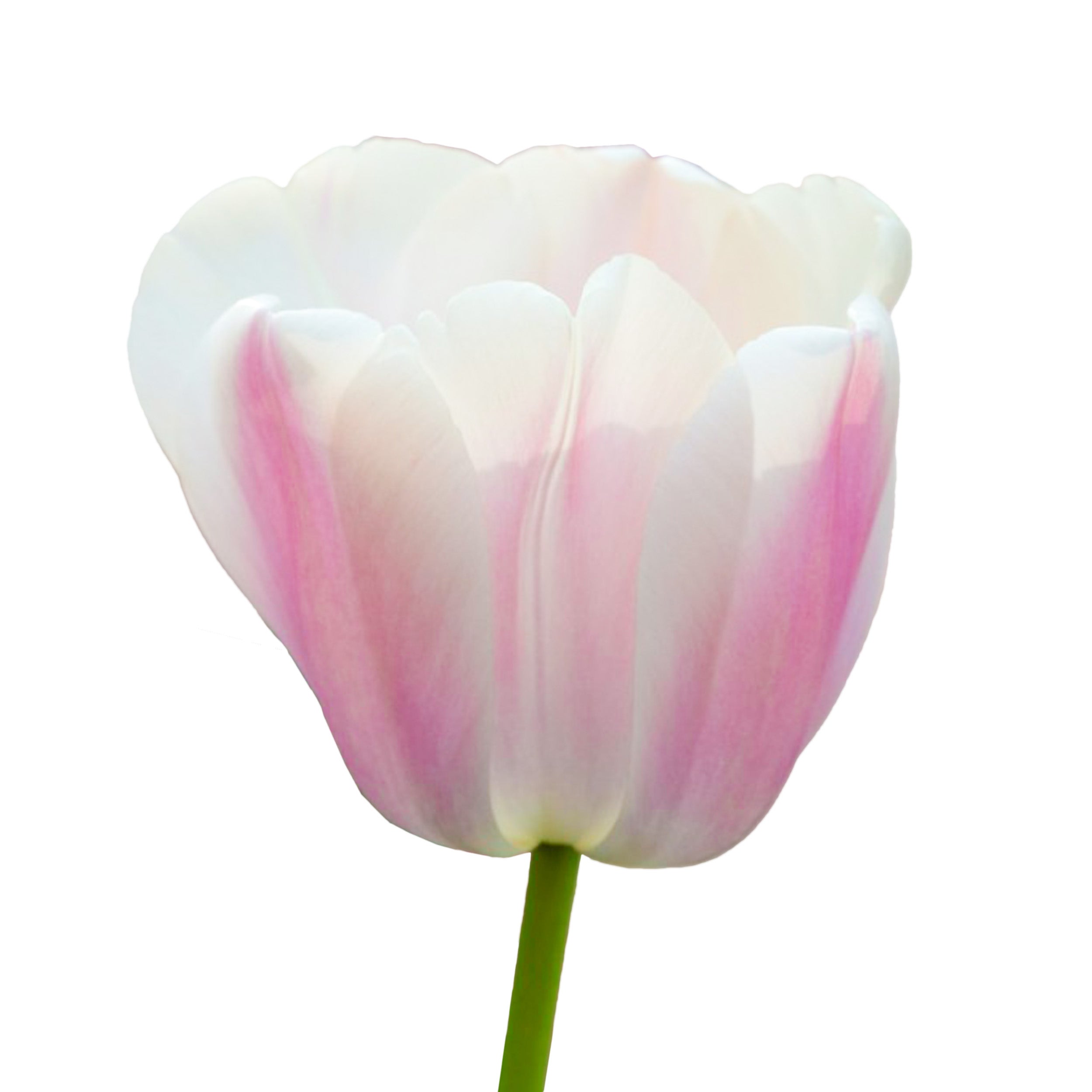Tulip 'Royal Pride' - white with pink