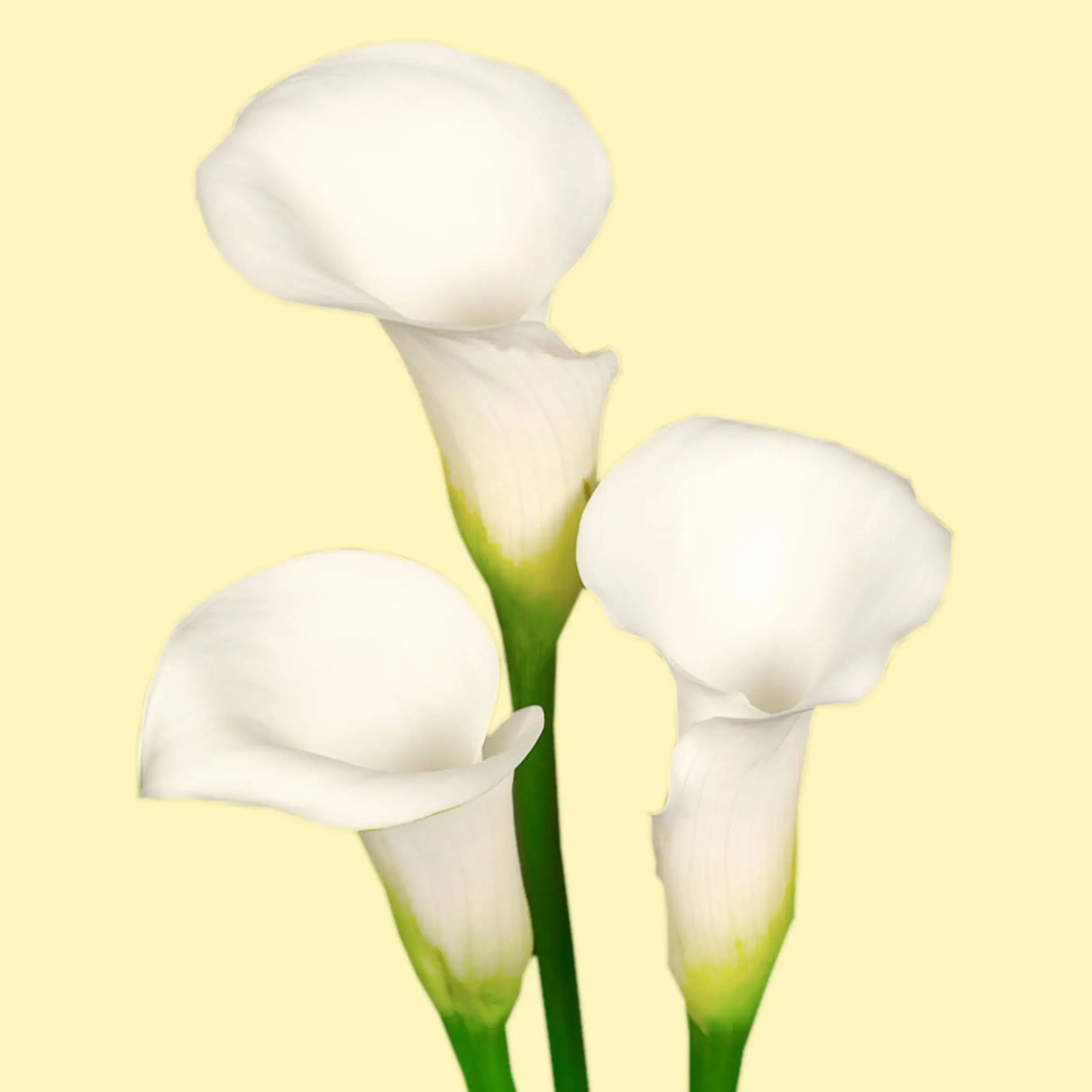 Calla Crystal Clear Bloem