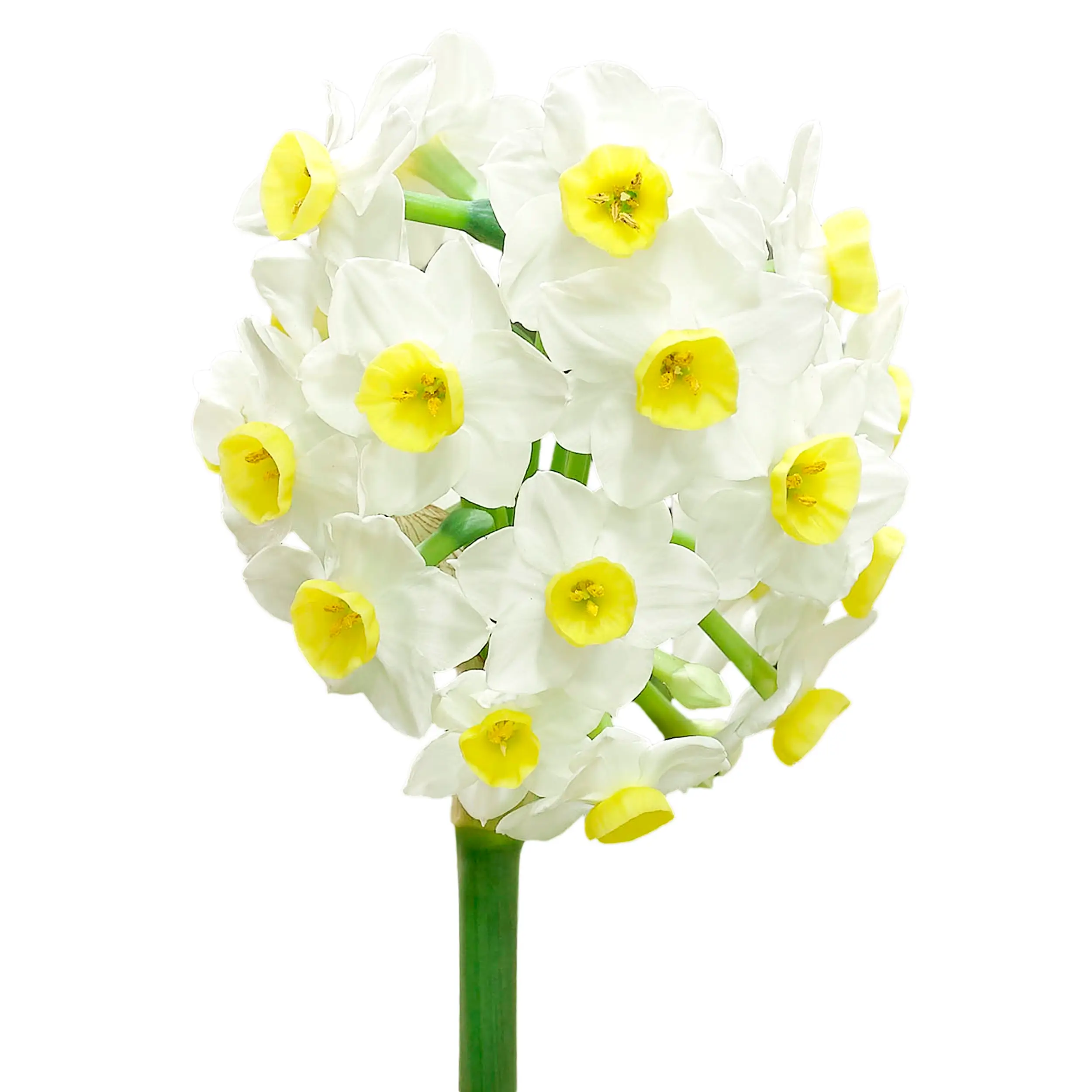 Daffodil 'Avalanche' - white with yellow