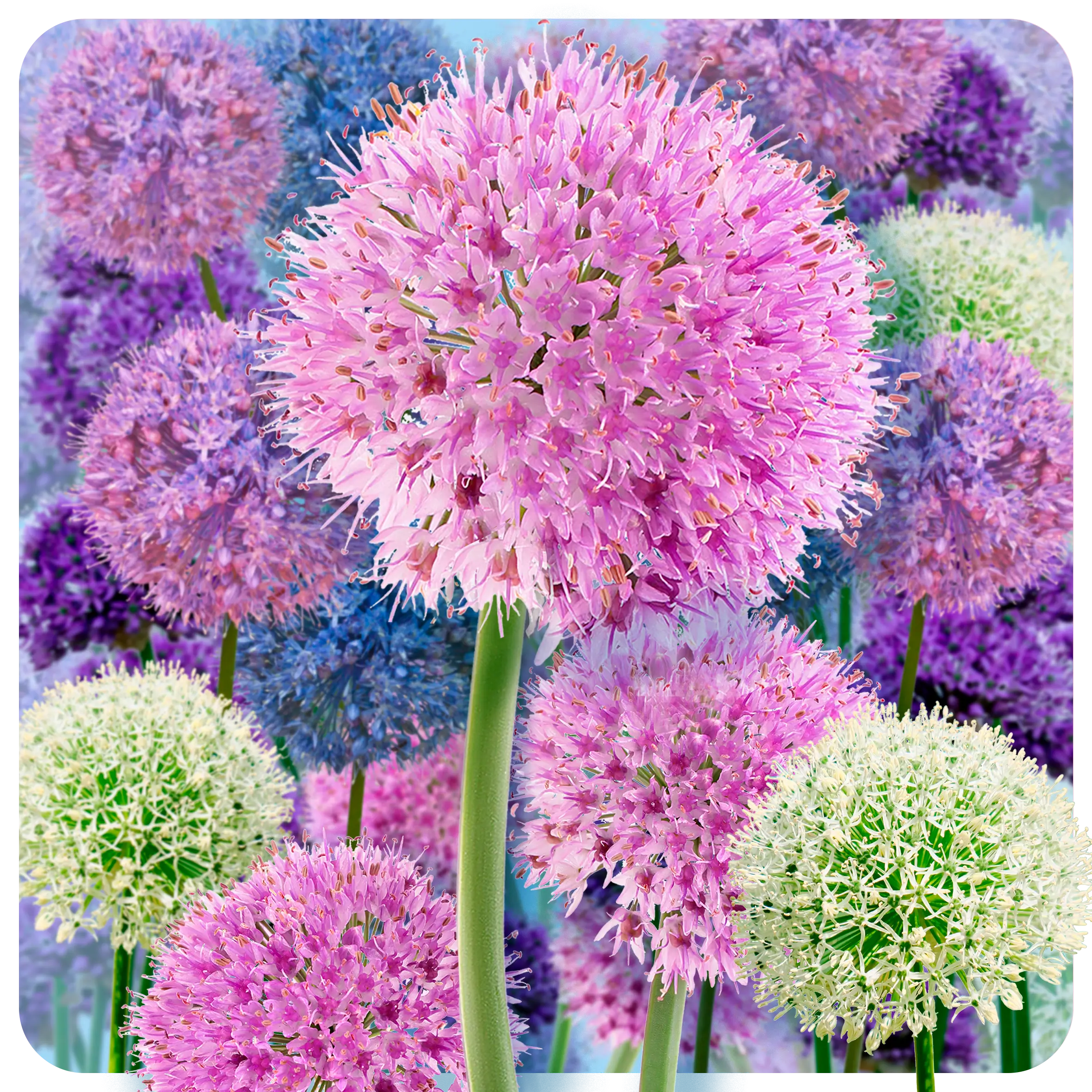 Allium set - Favorites - Mystery set - 2026