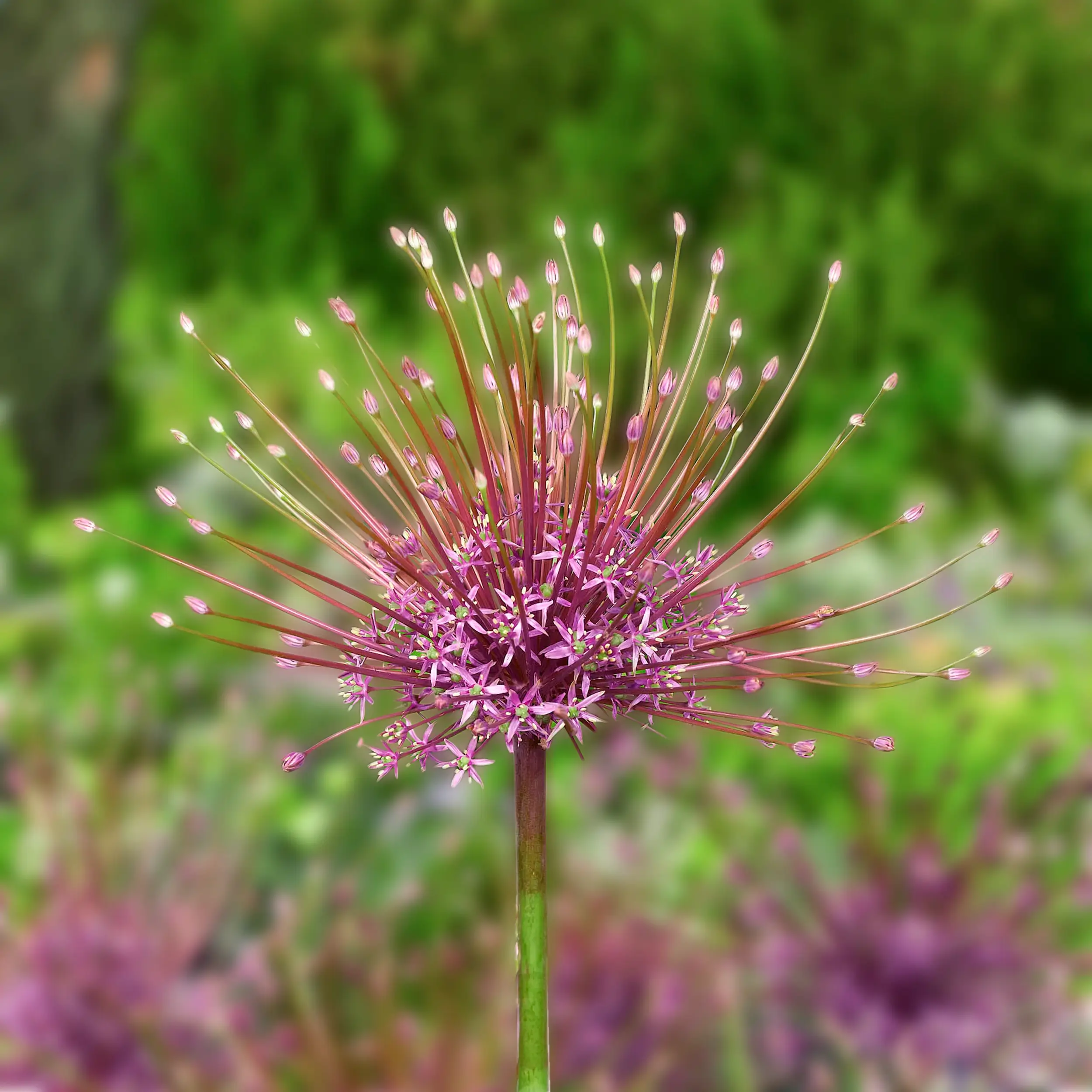 Lilac with Pink Allium Schubertii Flower Bulbs