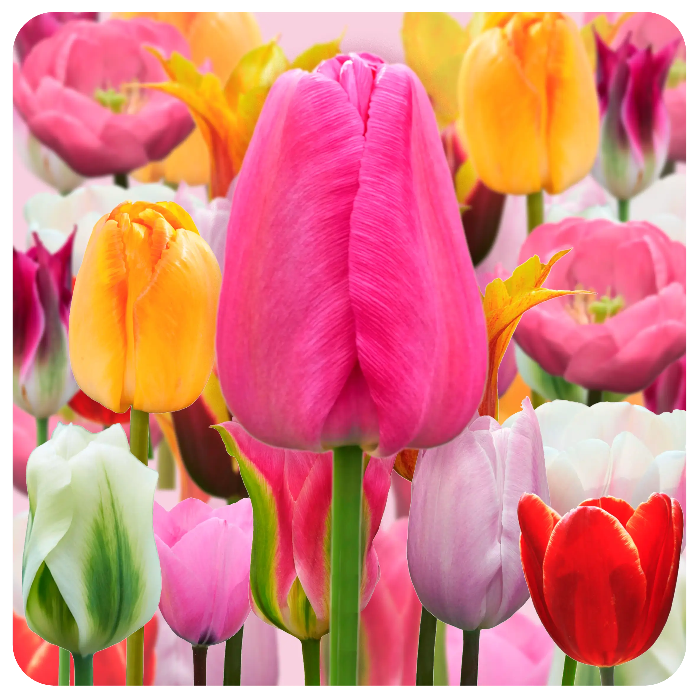 Tulip set - Favorites - Mystery set - 2026