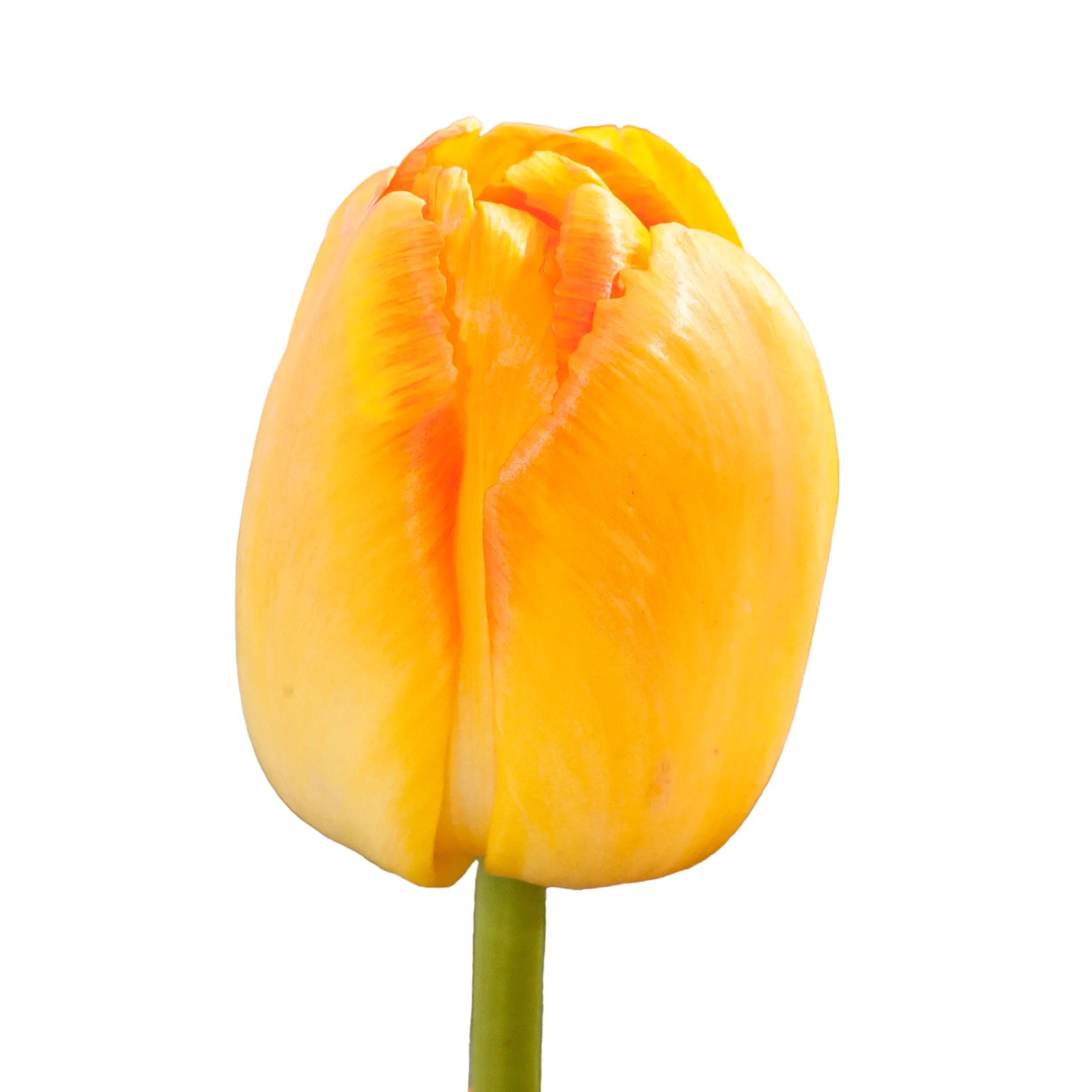 Tulip 'Yellow Pride' - yellow