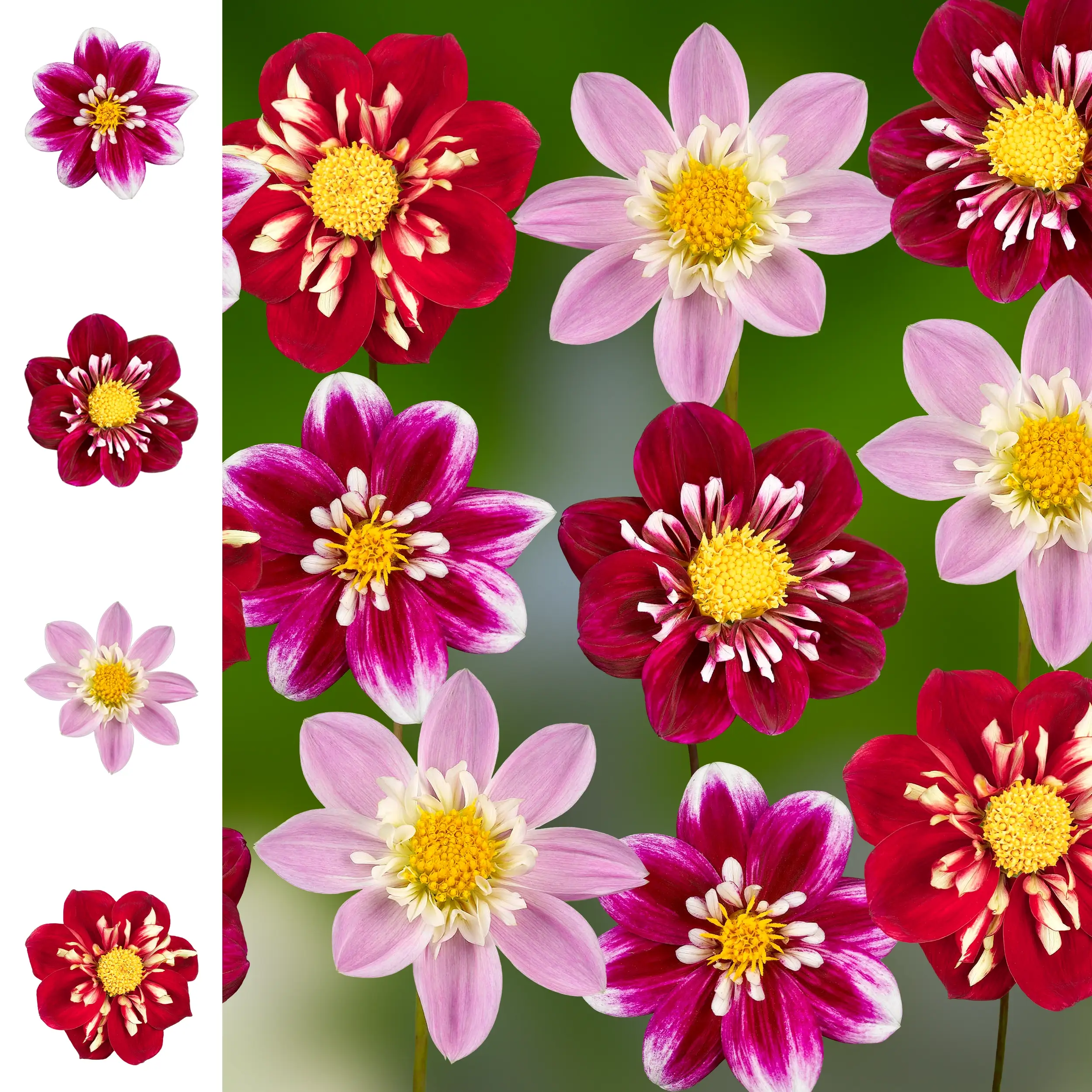Dahlia set  - Collection - 'The Impressions' - 2025