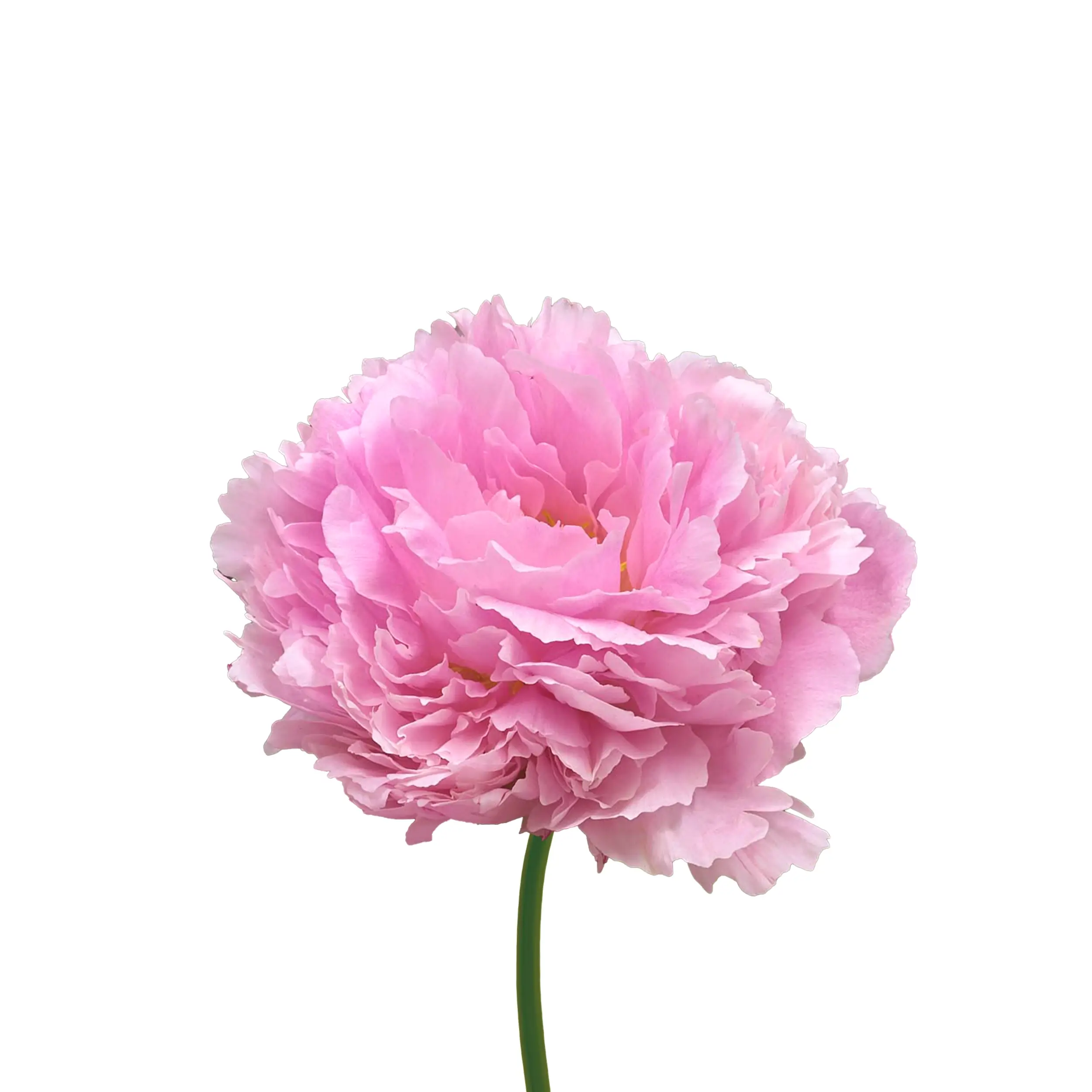 Peony 'Sarah Bernhardt' - pink