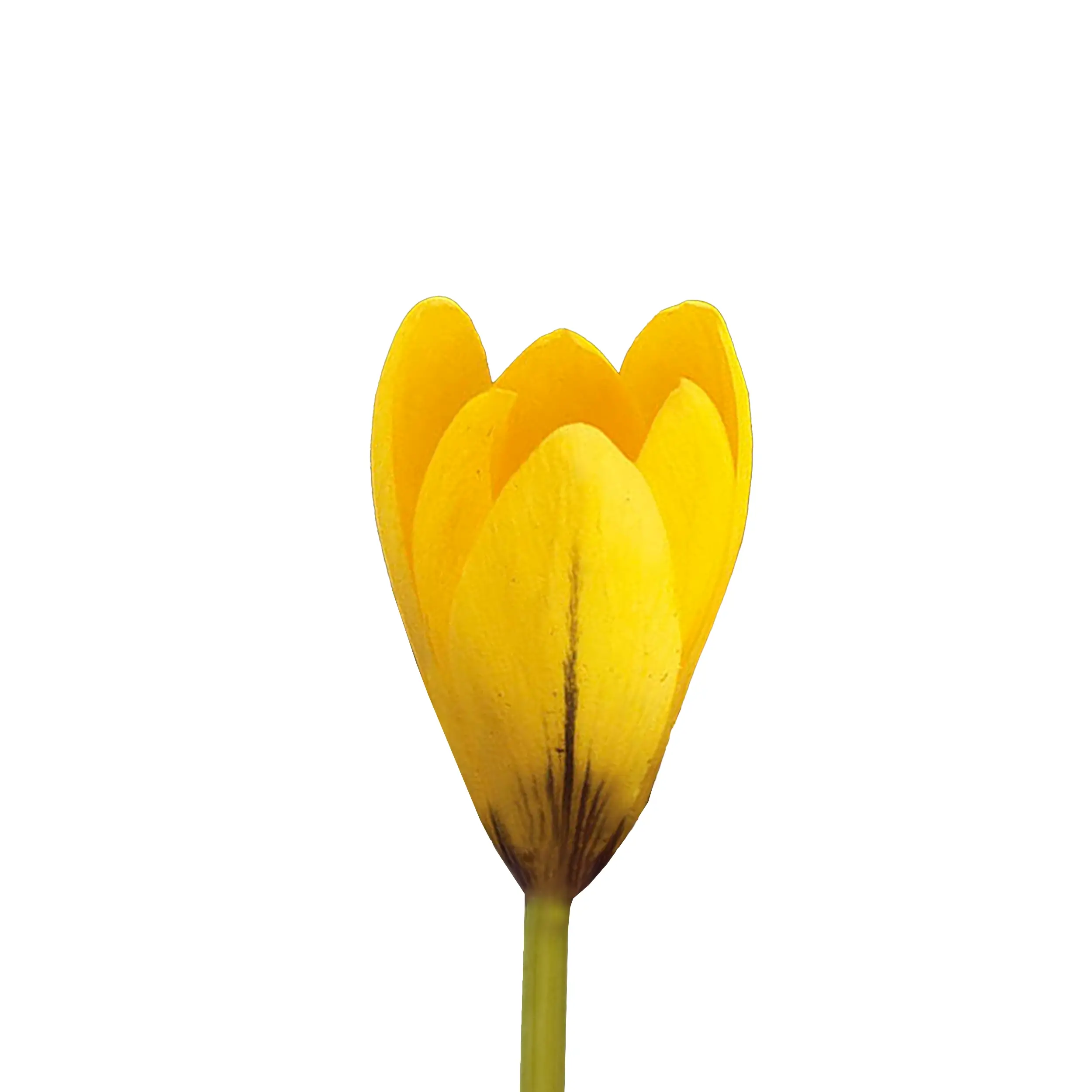 Crocus 'Yellow Mammouth' - yellow