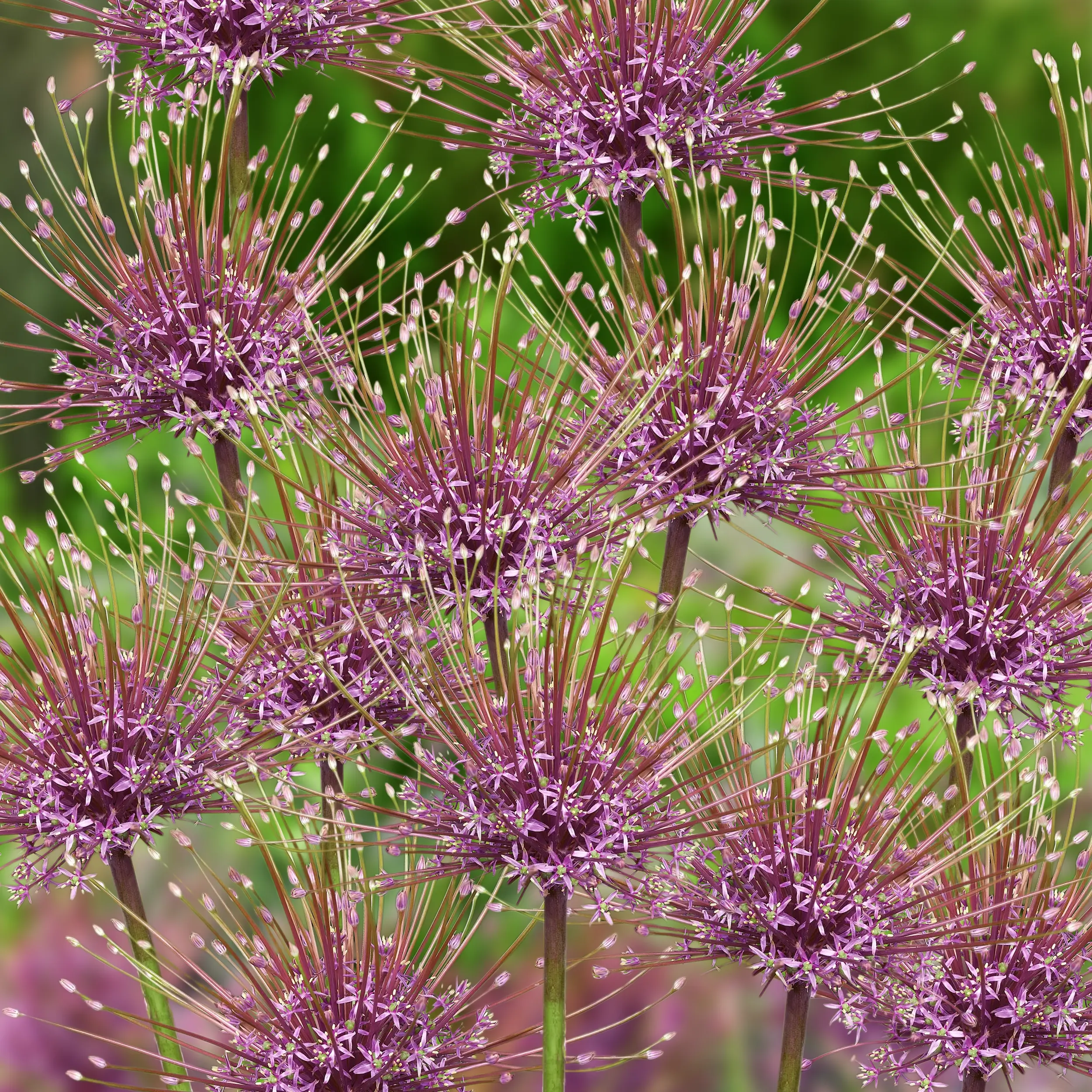 Lilac with Pink Allium Schubertii Flower Bulbs