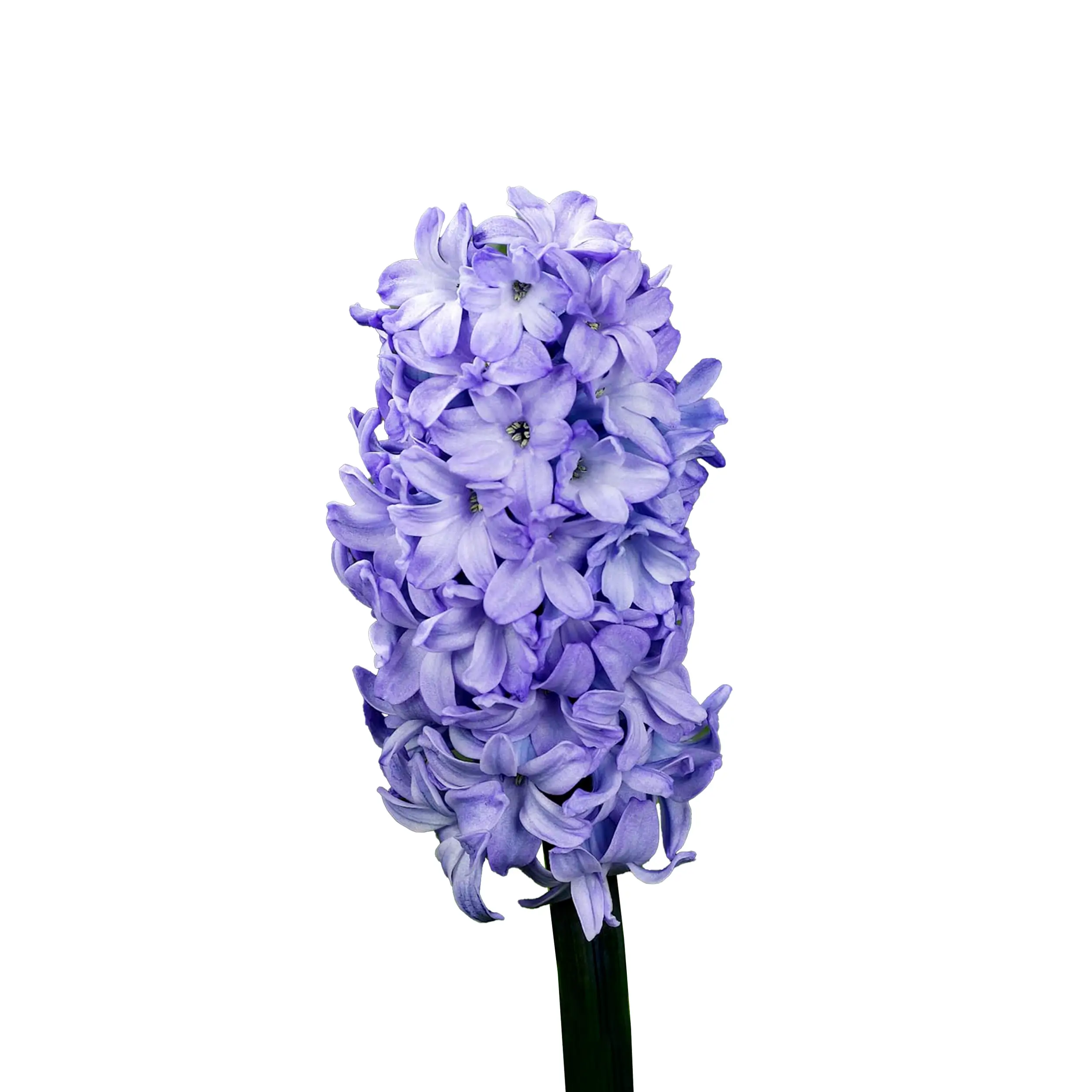 Hyacinth 'Purple Blush' - purple
