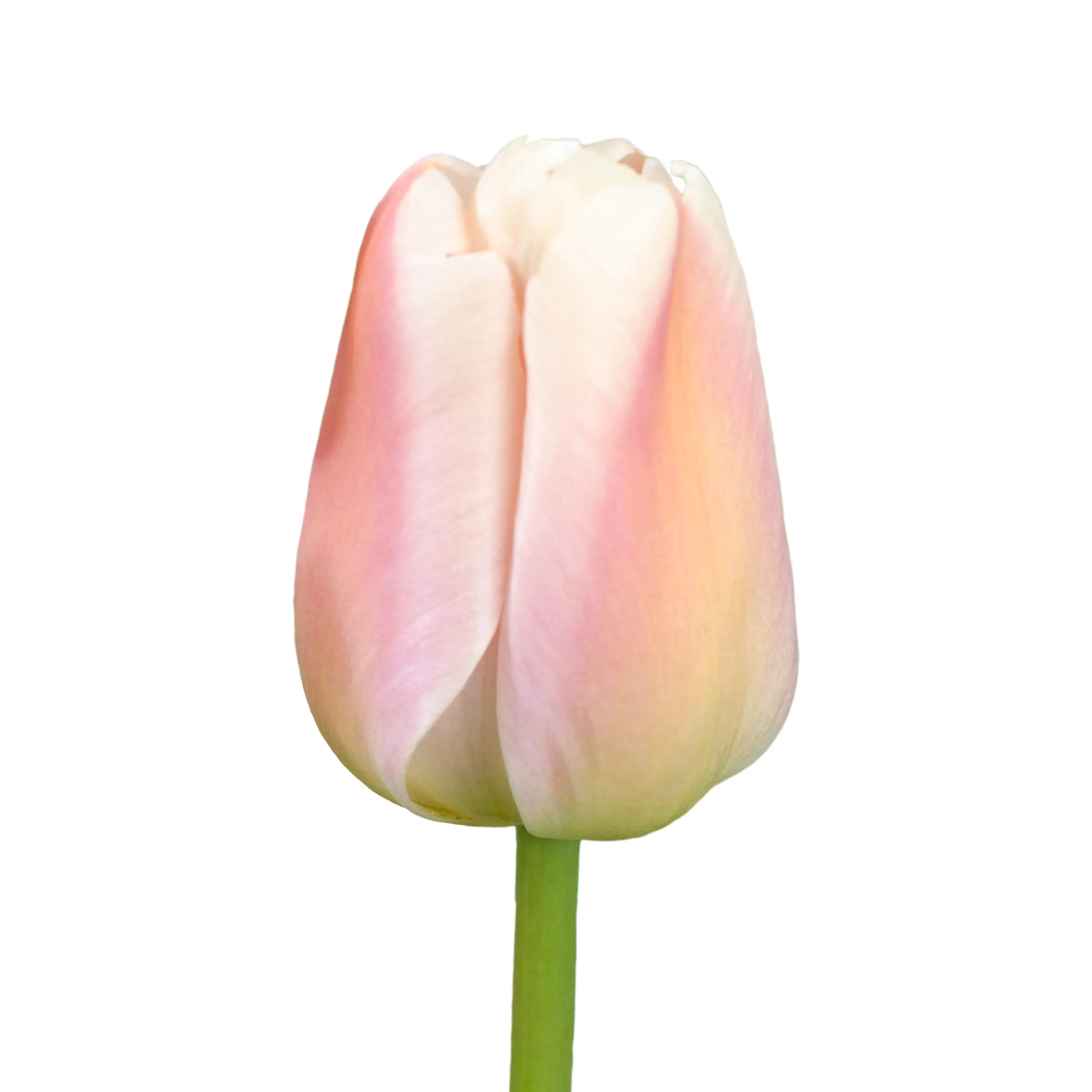 Tulip 'Apricot Pride' - Aprikot