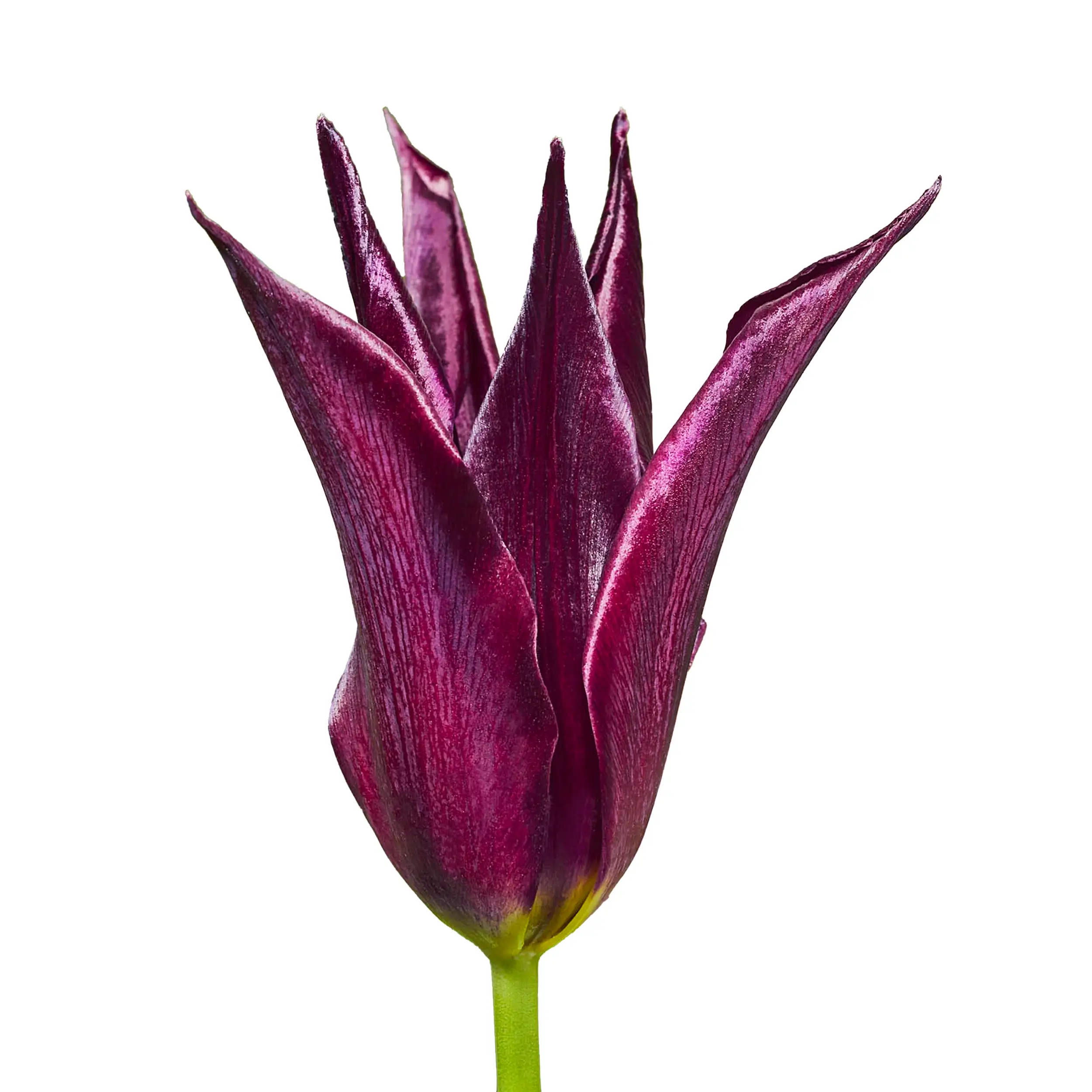 Tulip 'Sarah Raven' - donkerpurple