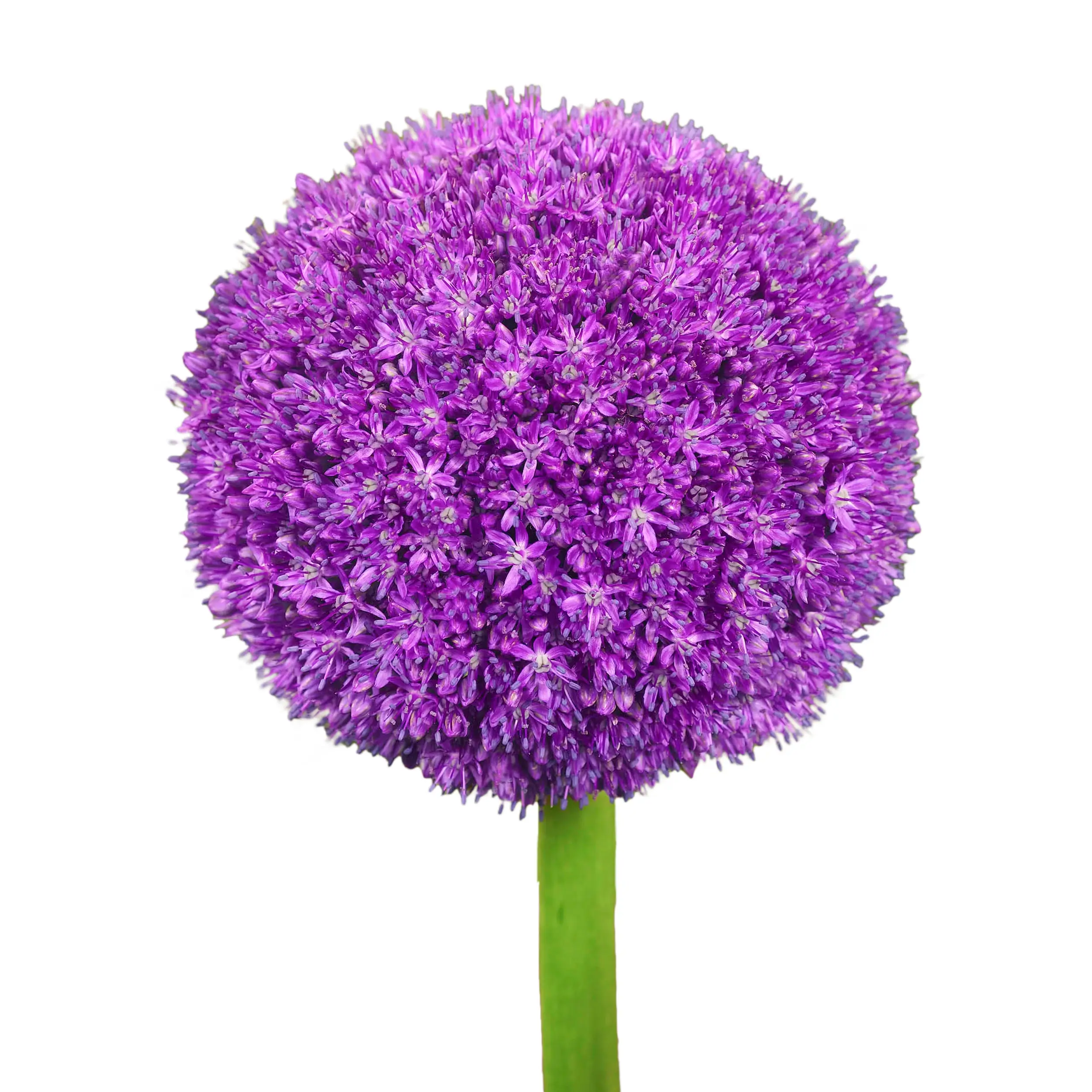 Allium 'Ambassador' - purple