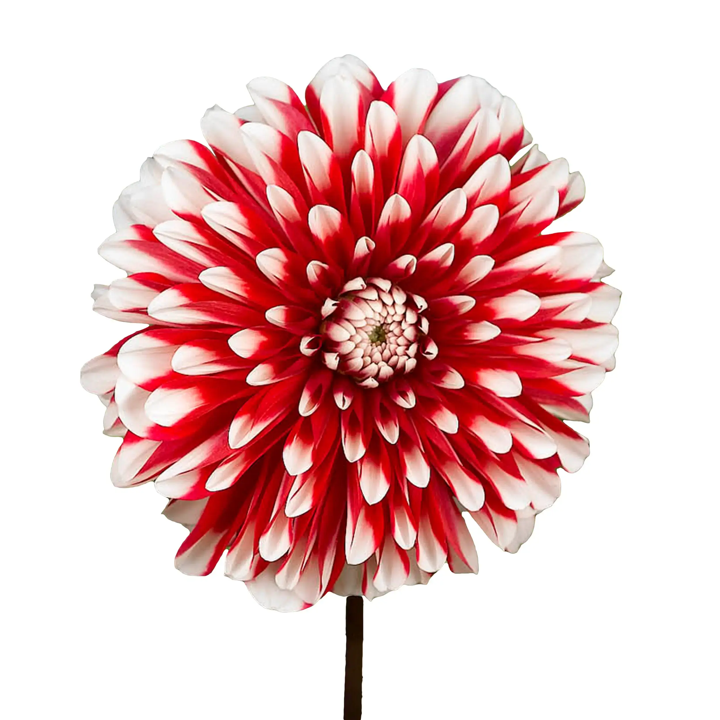Dahlia 'Little Tiger' - red with white