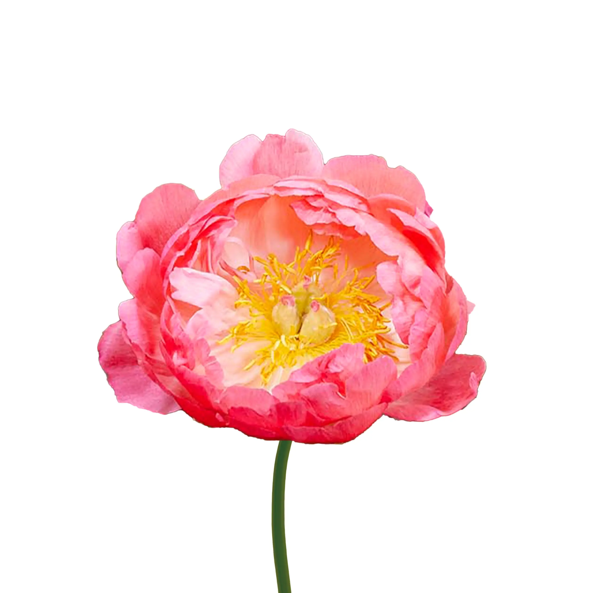Peony 'Coral Sunset' - red with yellow