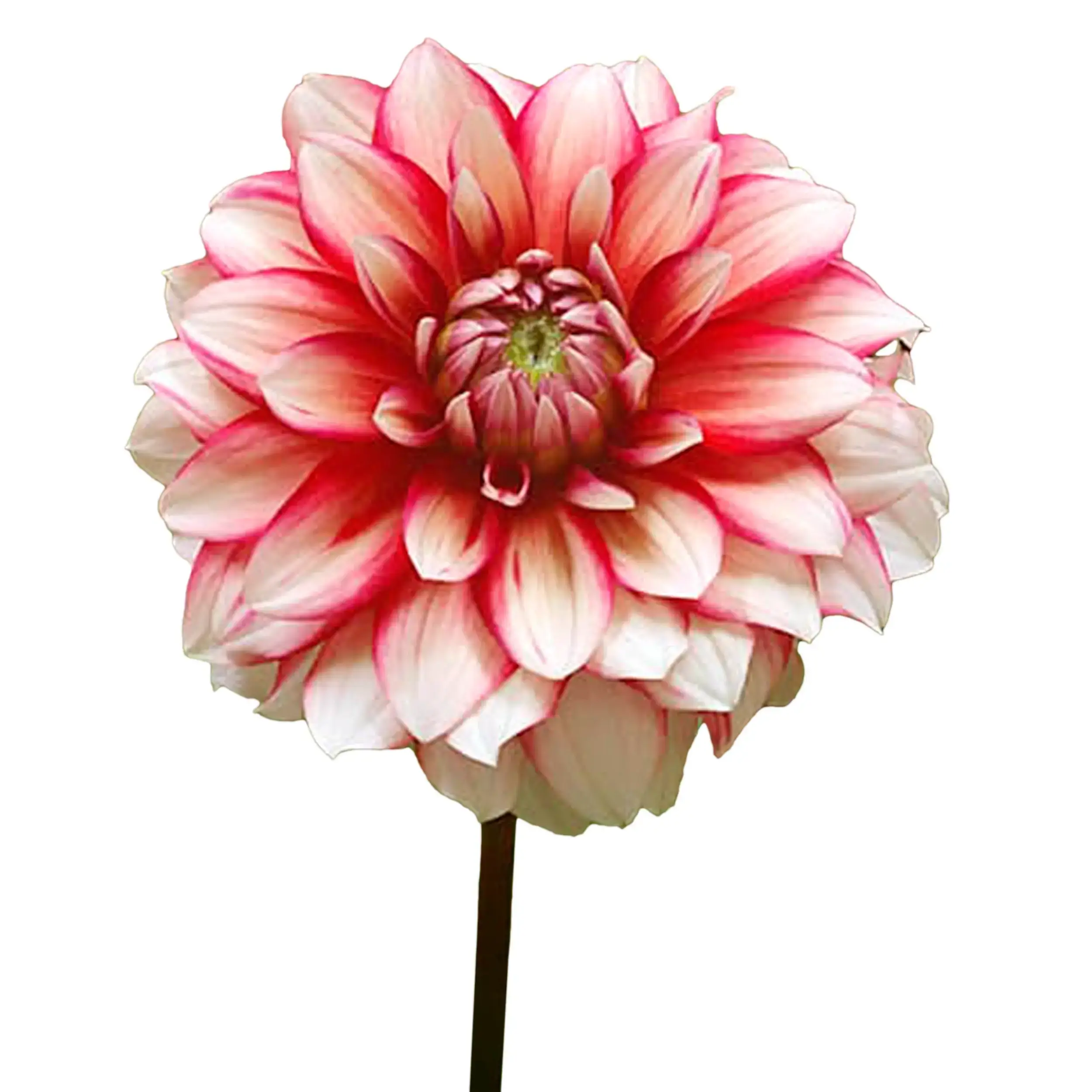 Dahlia 'Larry's Love' - red with white