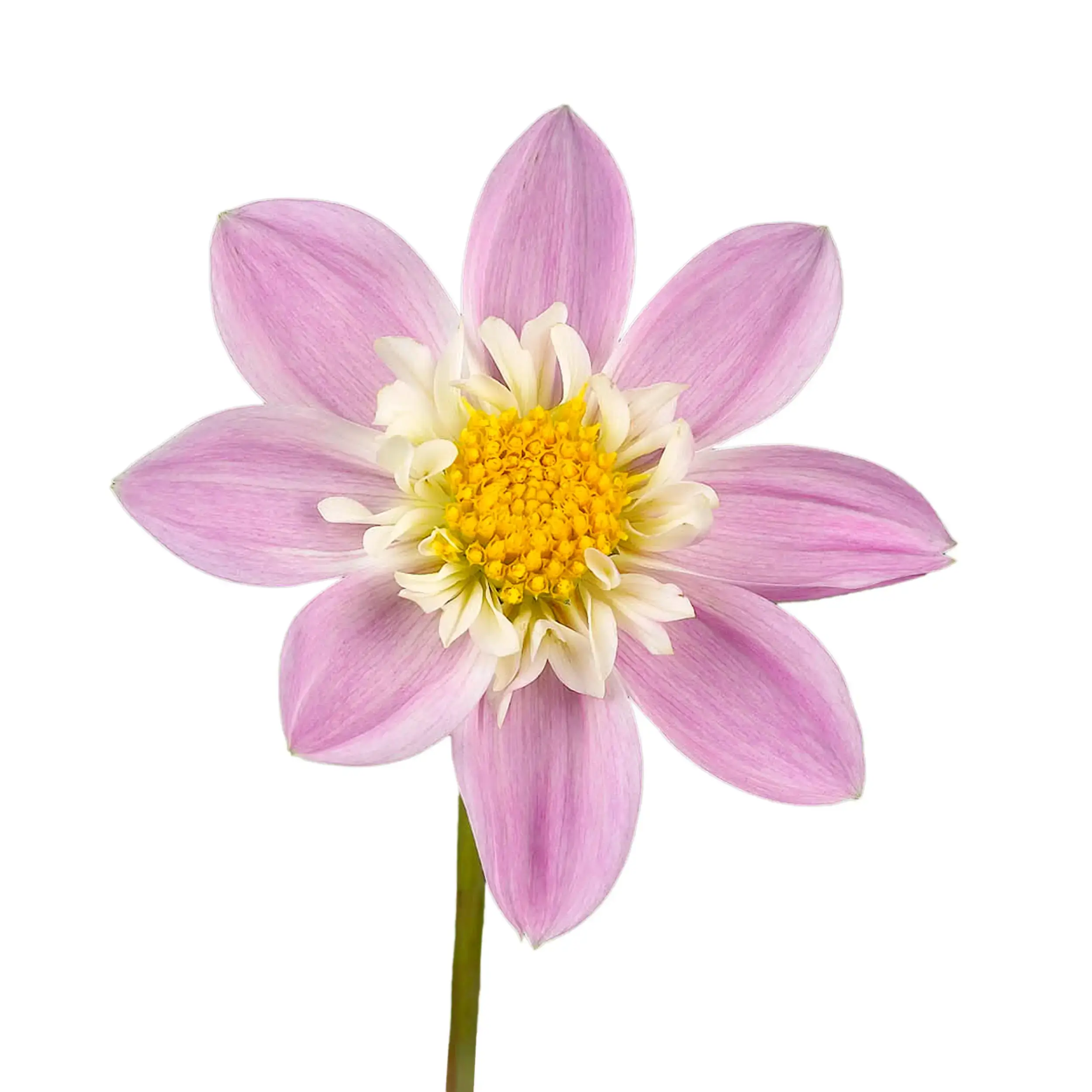 Dahlia 'Impression Famoso' - purple