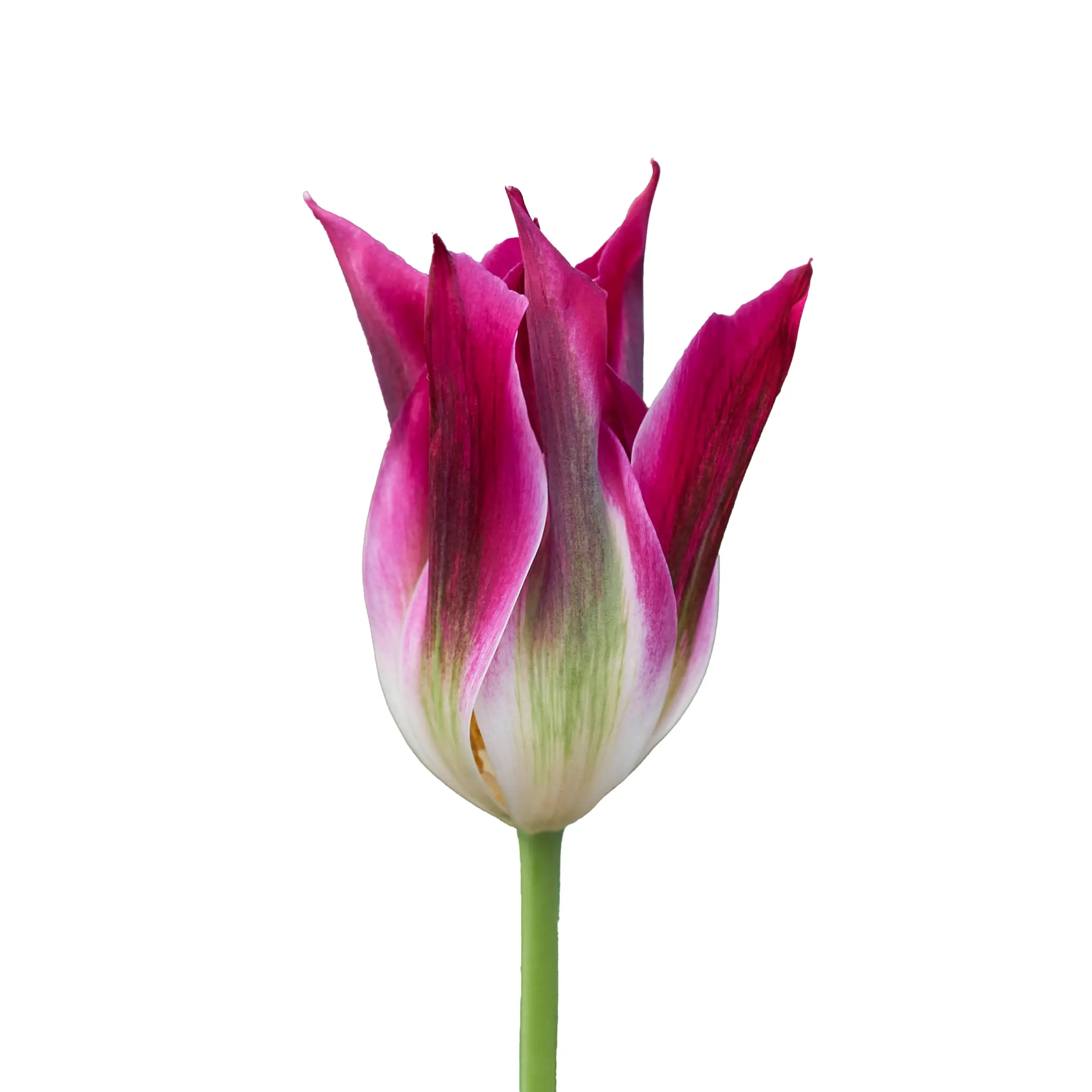 Tulip 'Purple Dance' - purple