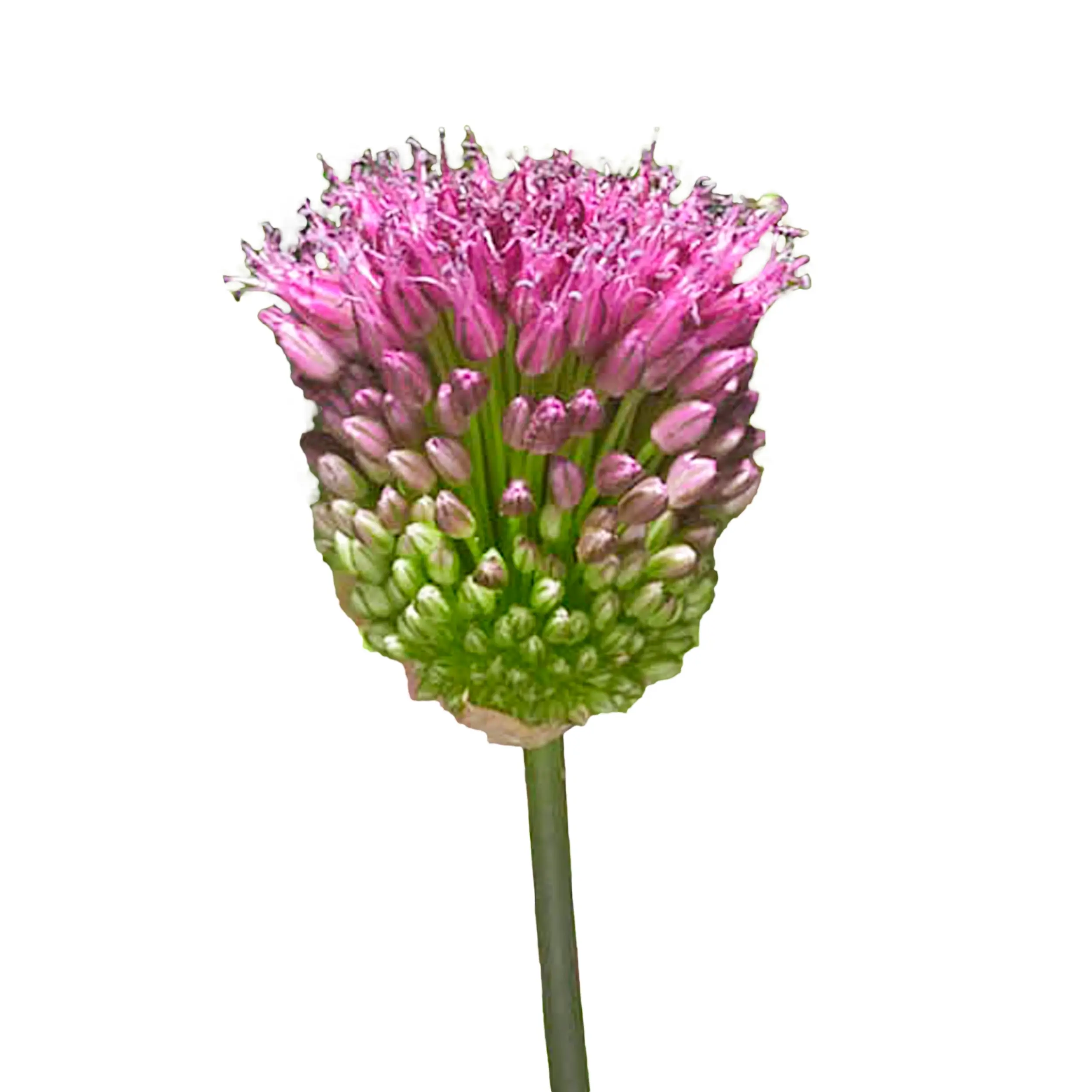 Allium 'Sphaerocephalon' - red with purple