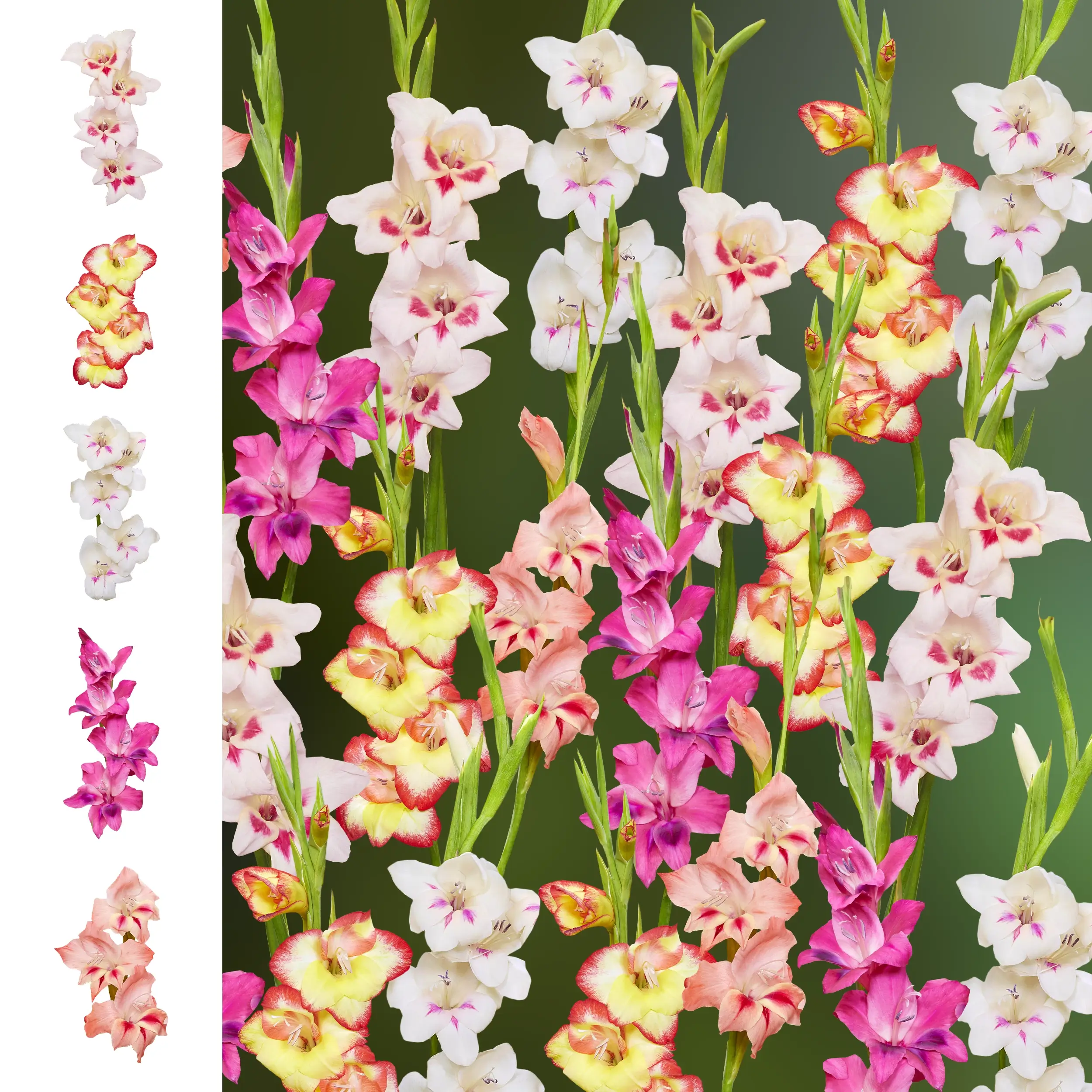 Gladiolus - Collection - 'Rainbow' Farmers Choice set - 2025