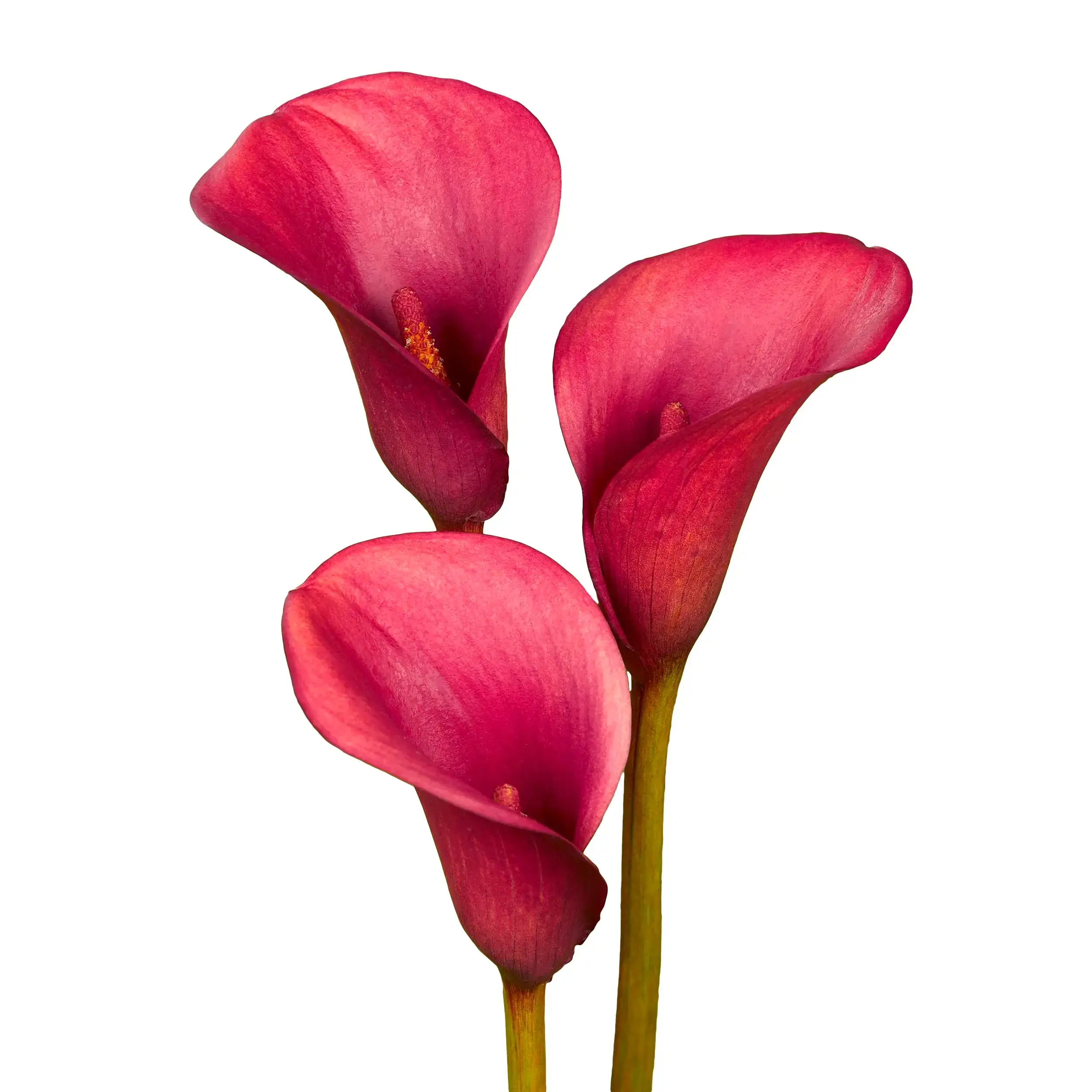 Calla 'Crimson Grace' - red