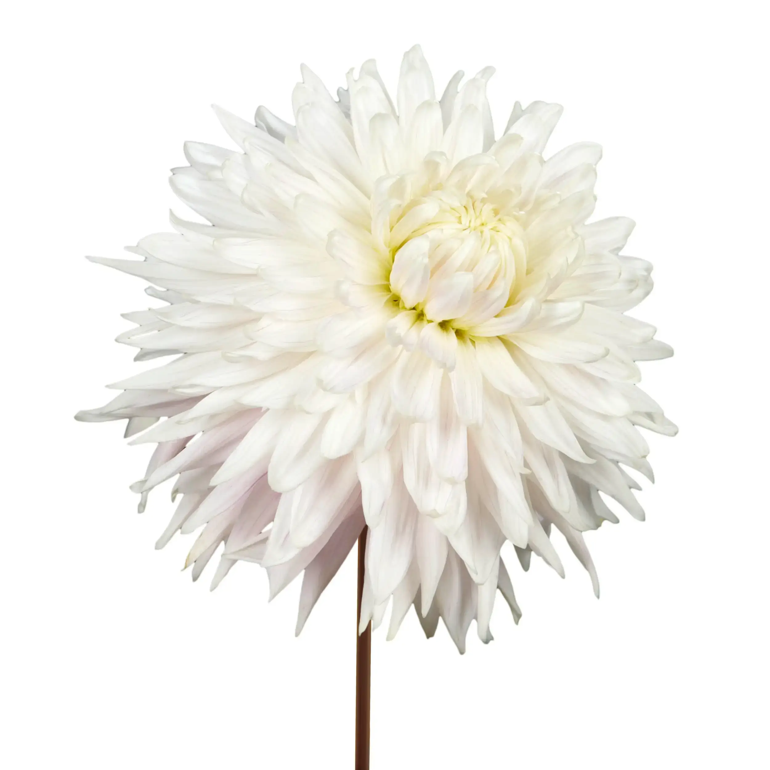 Dahlia 'Kiev' - white with pink