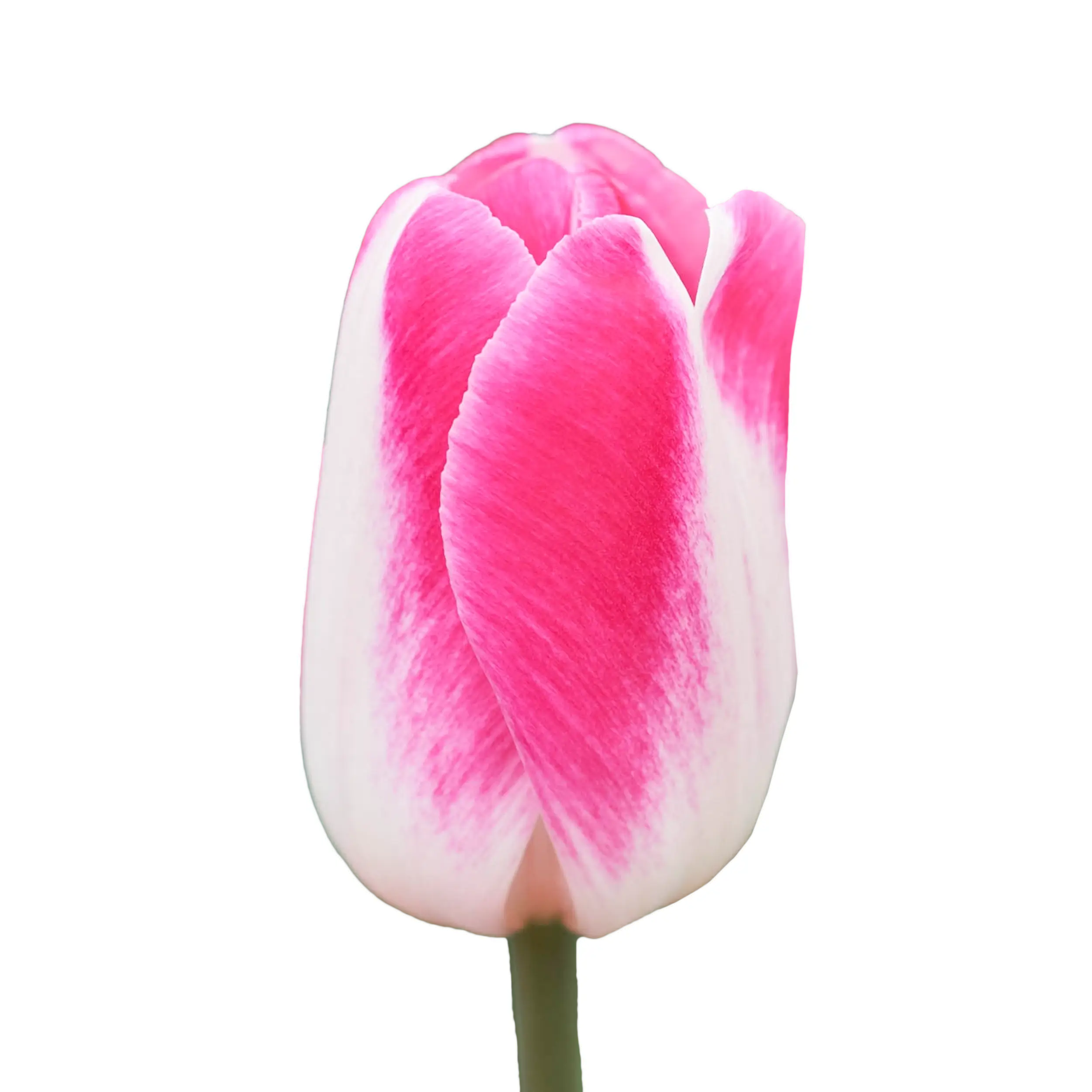 Tulip 'Pink Cloud' - white with pink