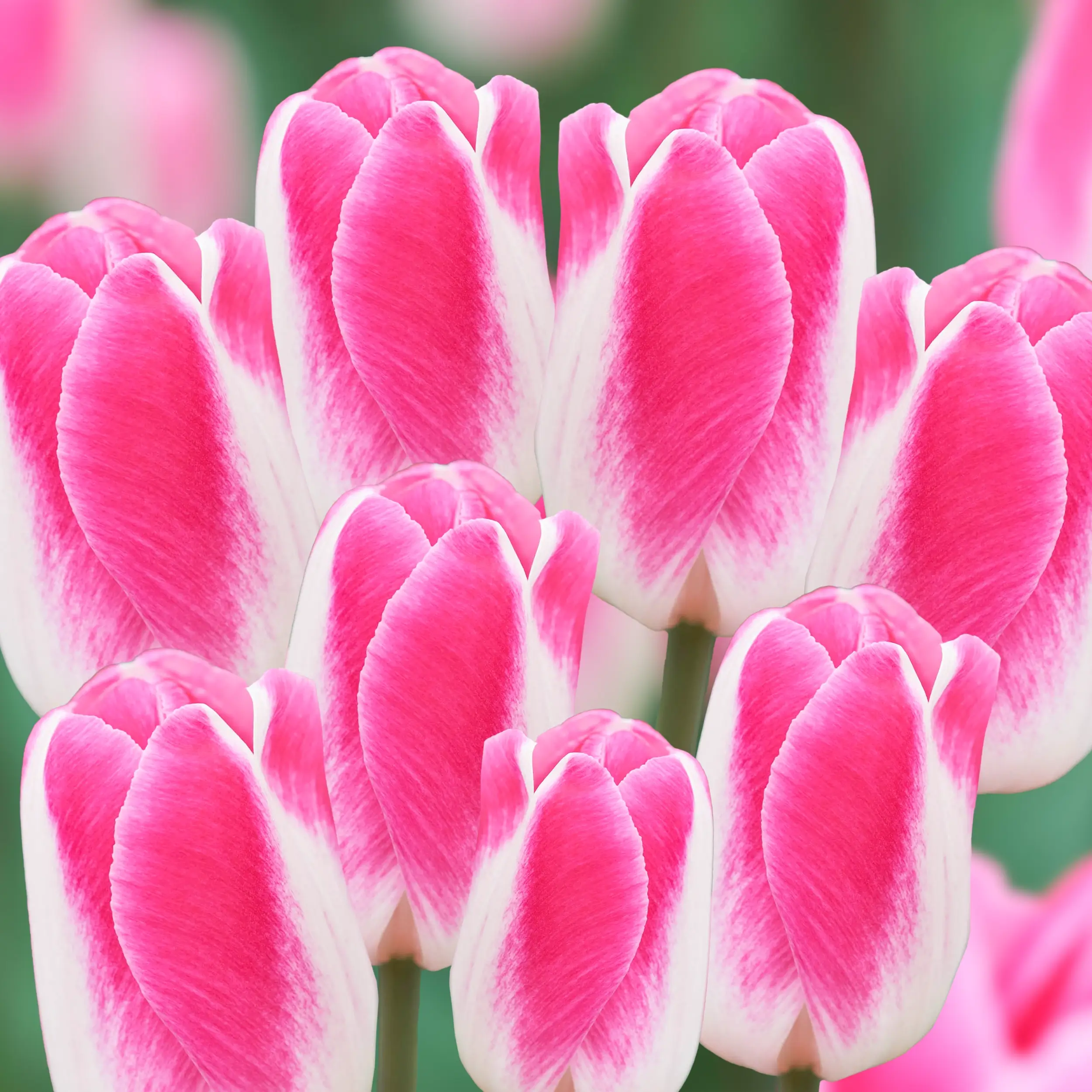 White /Pink Tulip Collection White /Pink Tulip Collection
