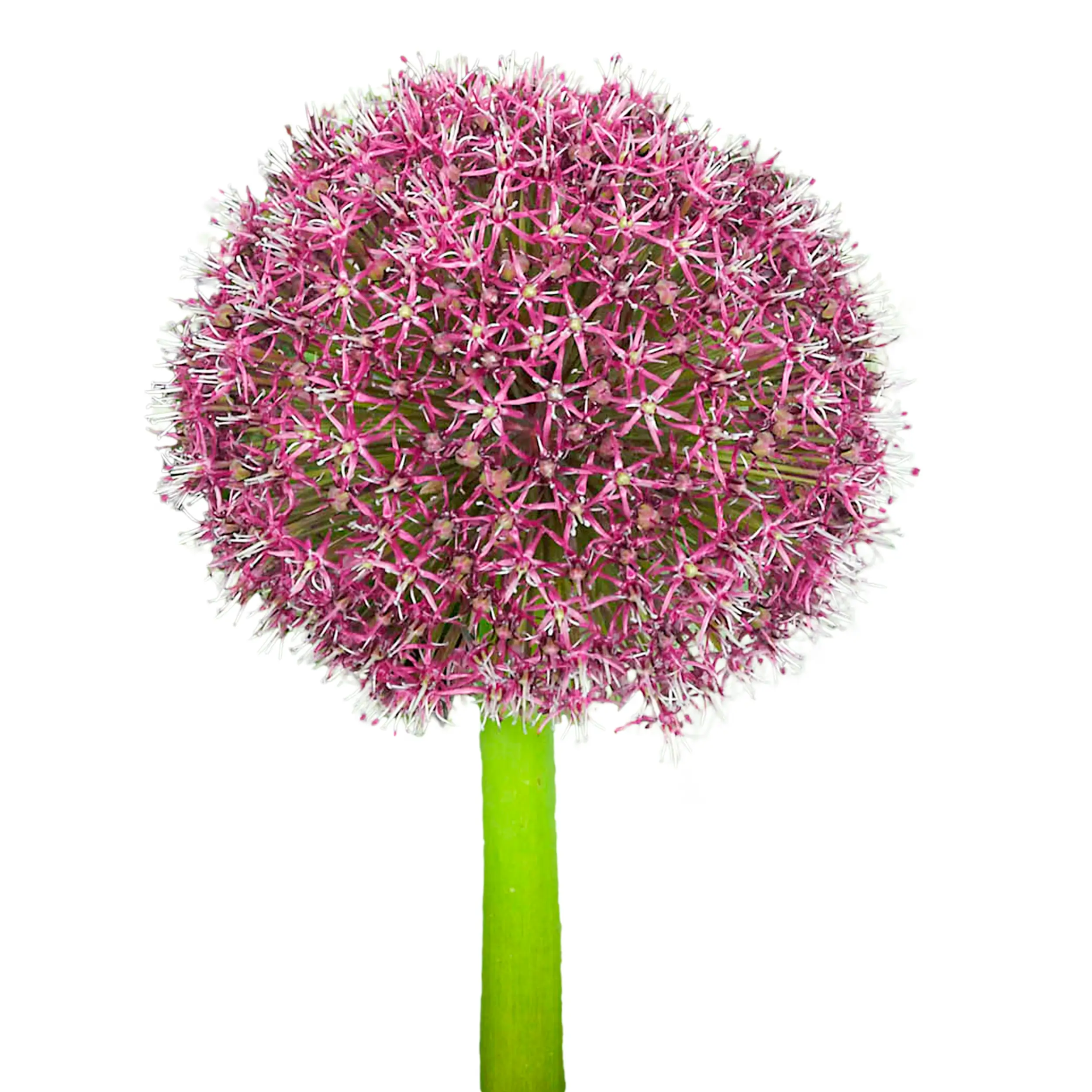 Allium 'Red Giant' - bordeaux