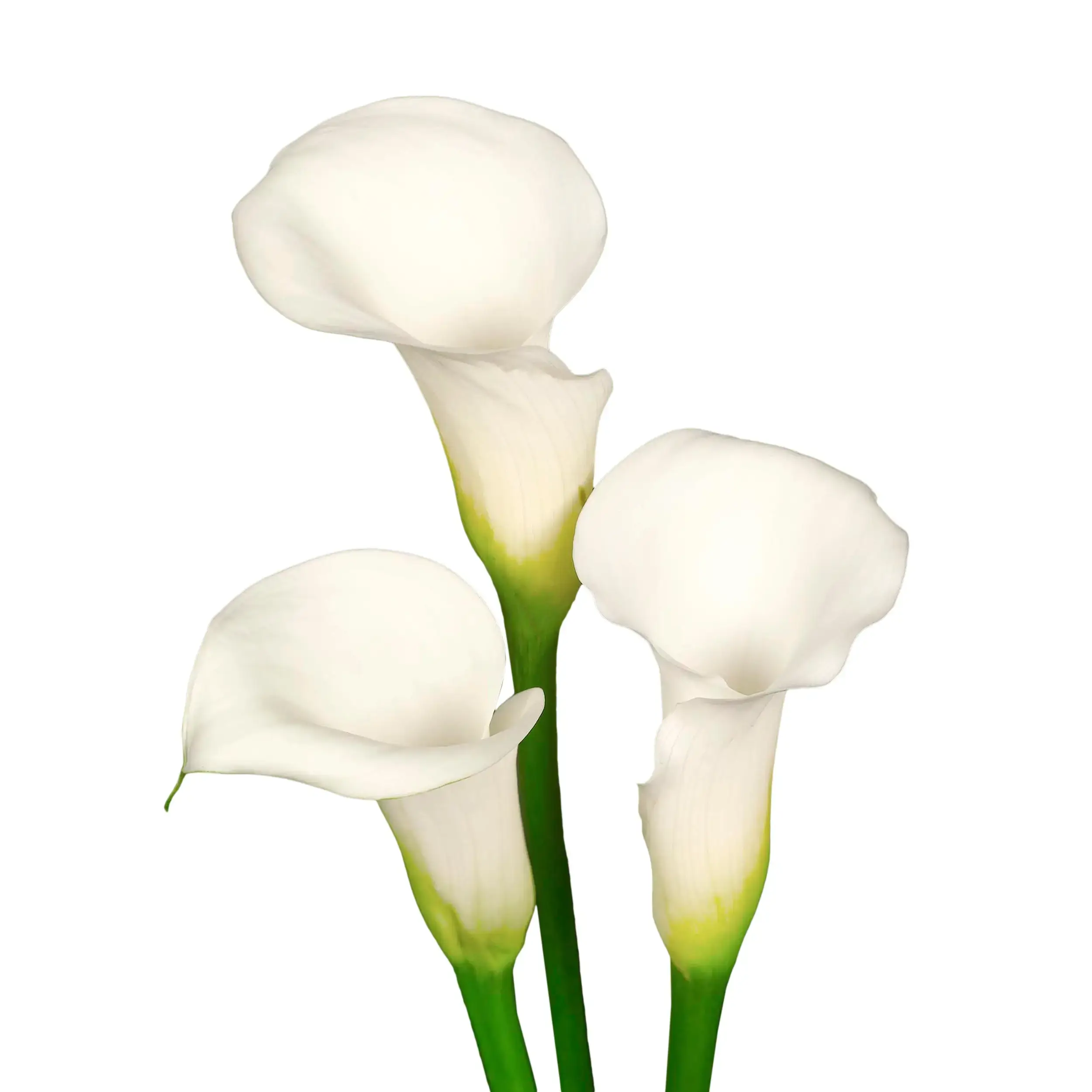 Calla 'Ivory Elegance' - white