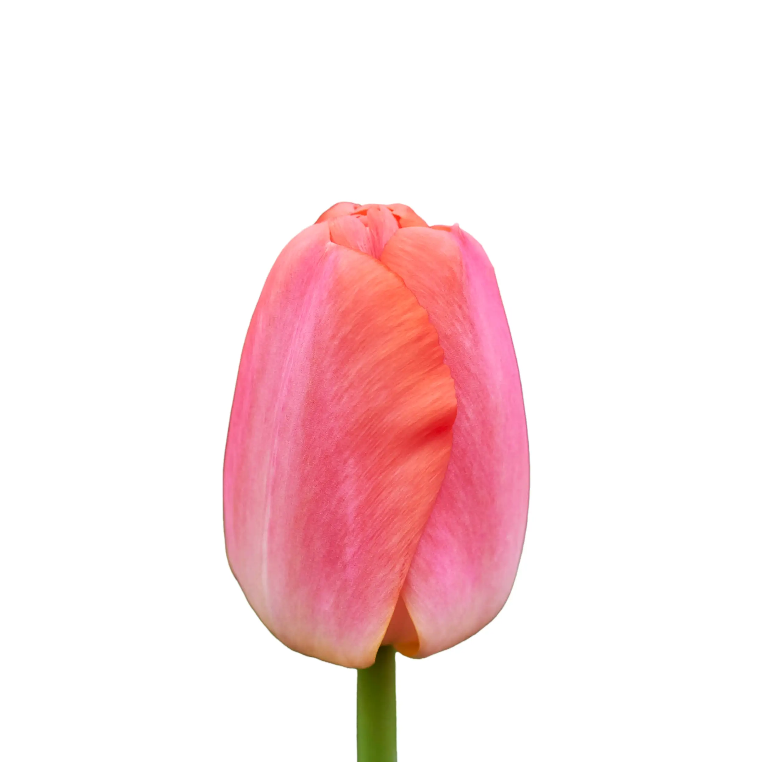 Tulip 'Orange Pride' - orange