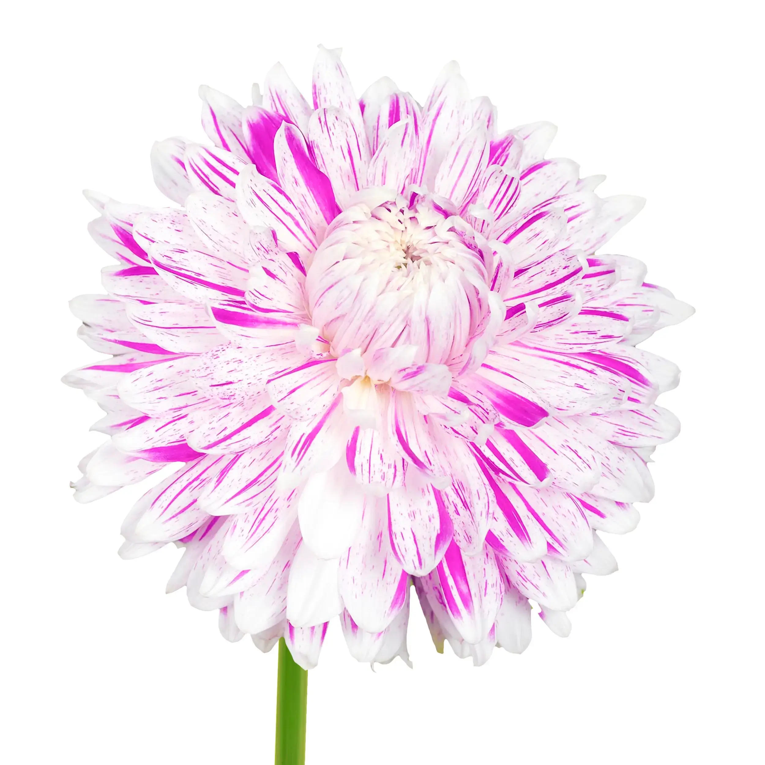 Dahlia 'Avignon' - white with Lila
