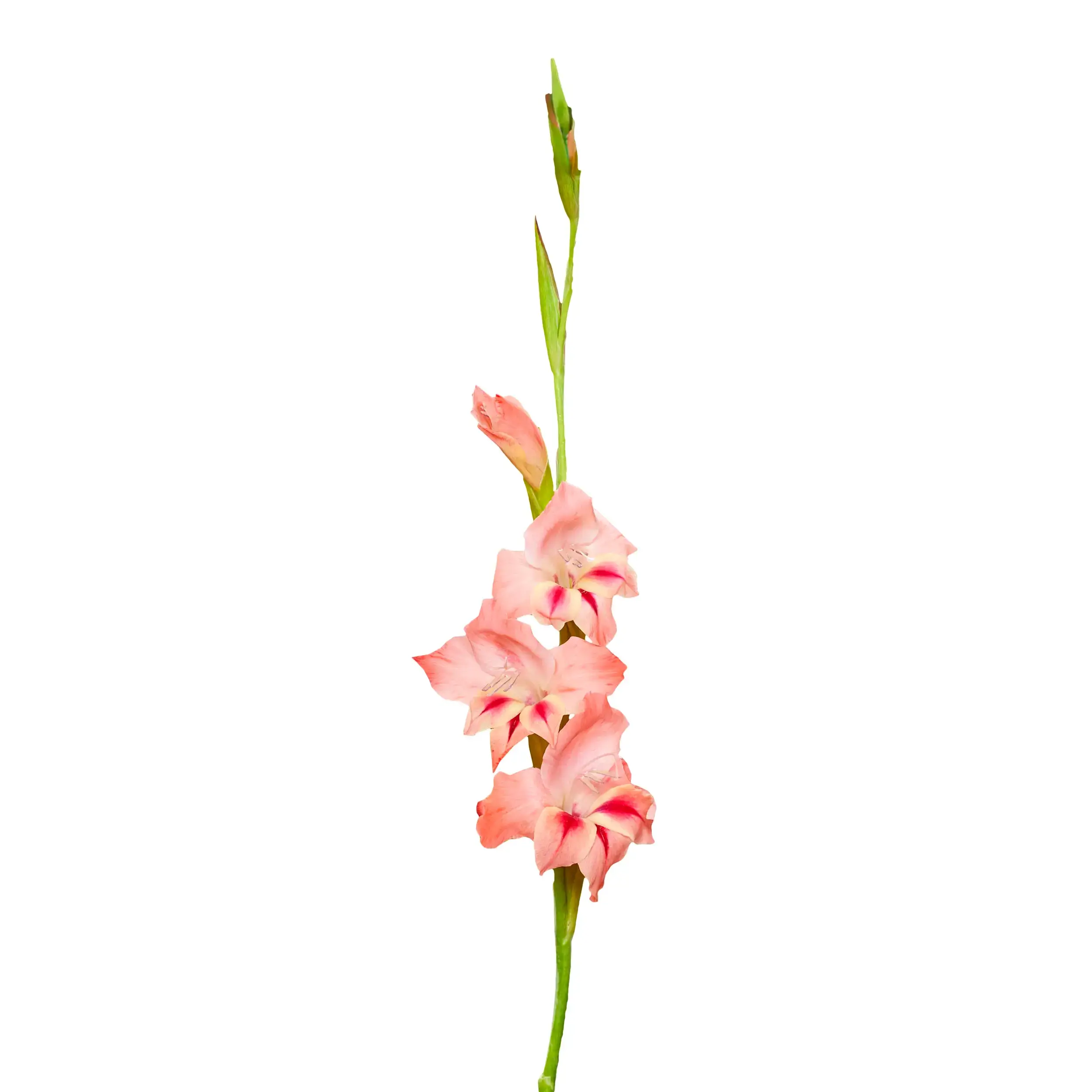 Gladiolus 'Nathalie' - pink