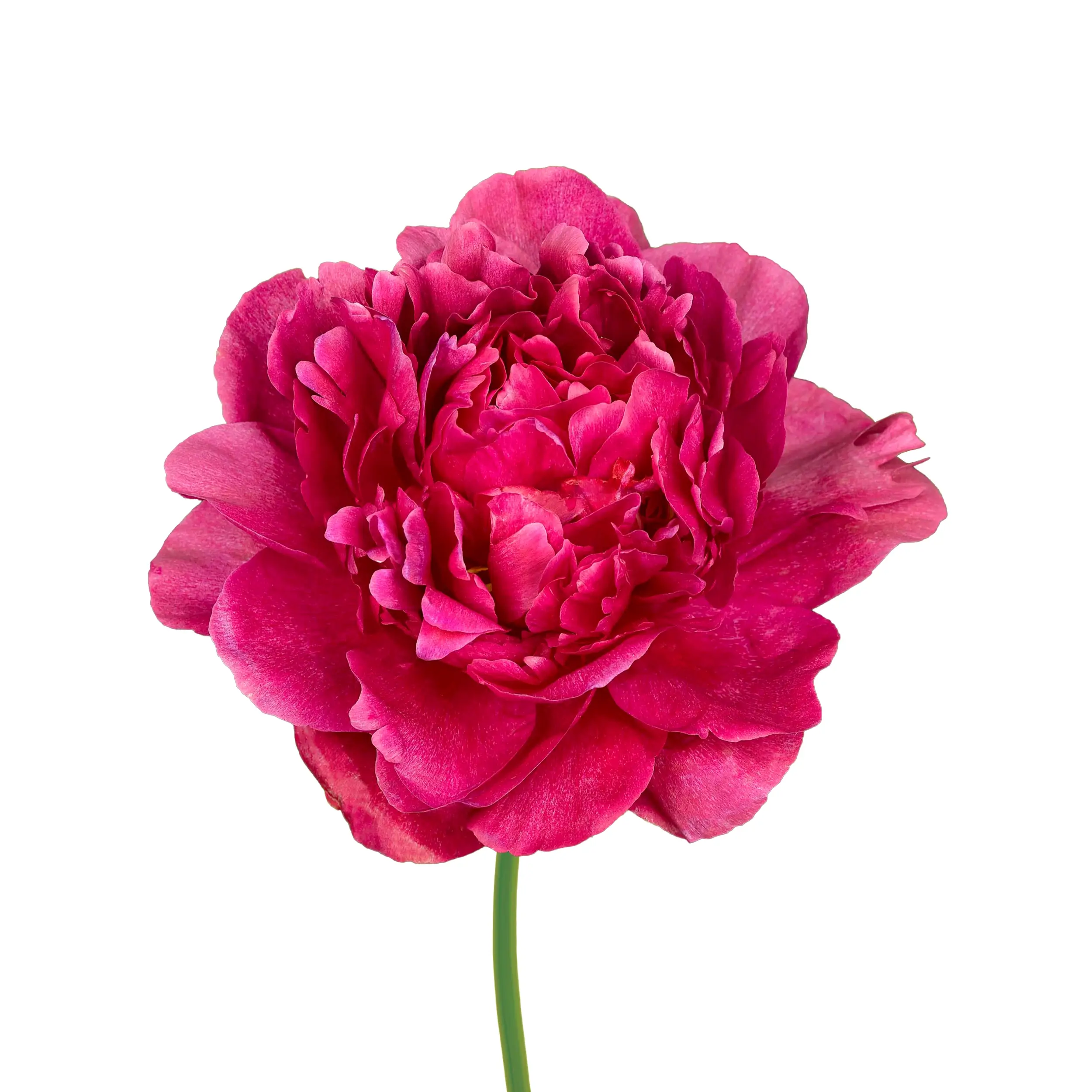 Peony 'Kansas' - dark pink