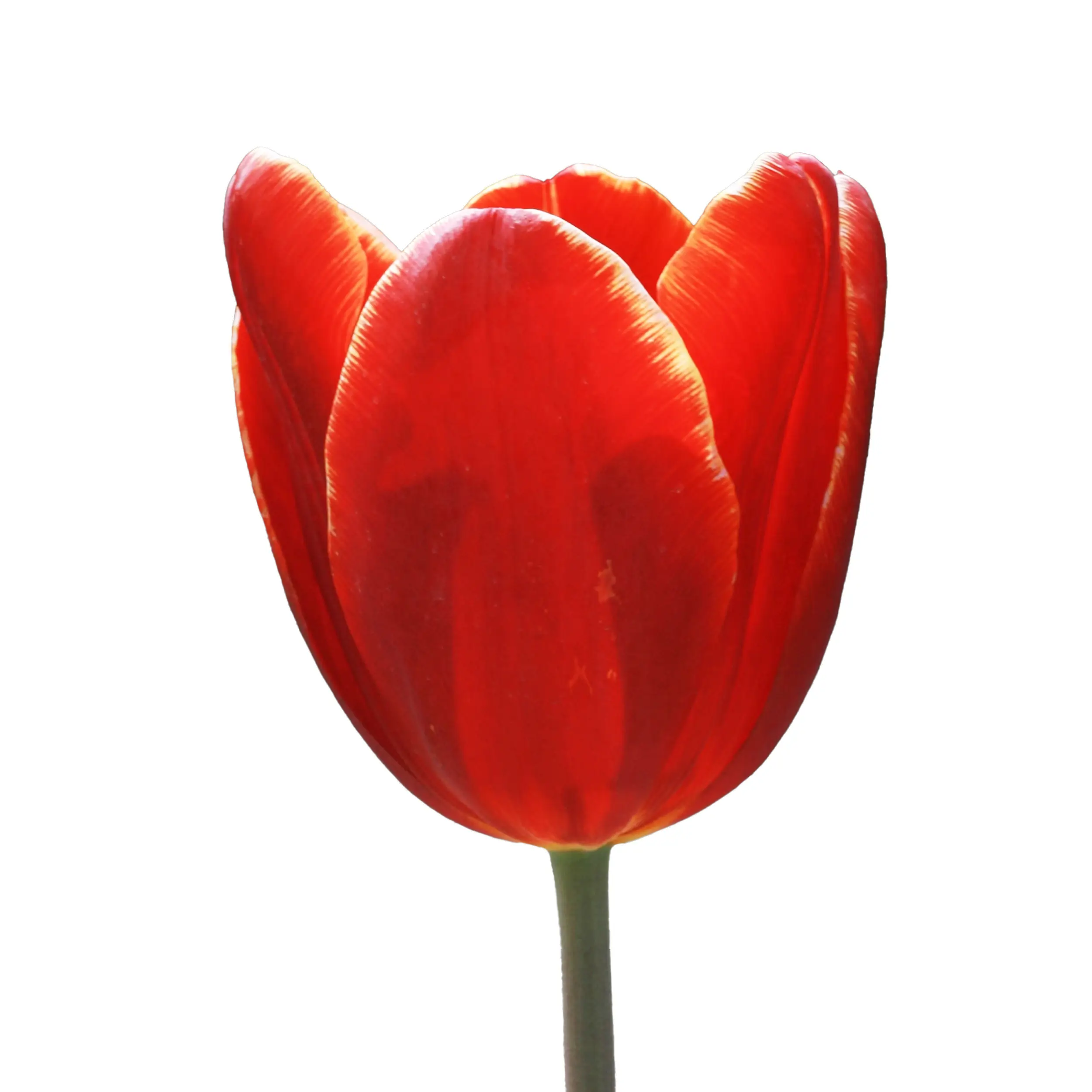 Tulip 'Globo Rojo' - red