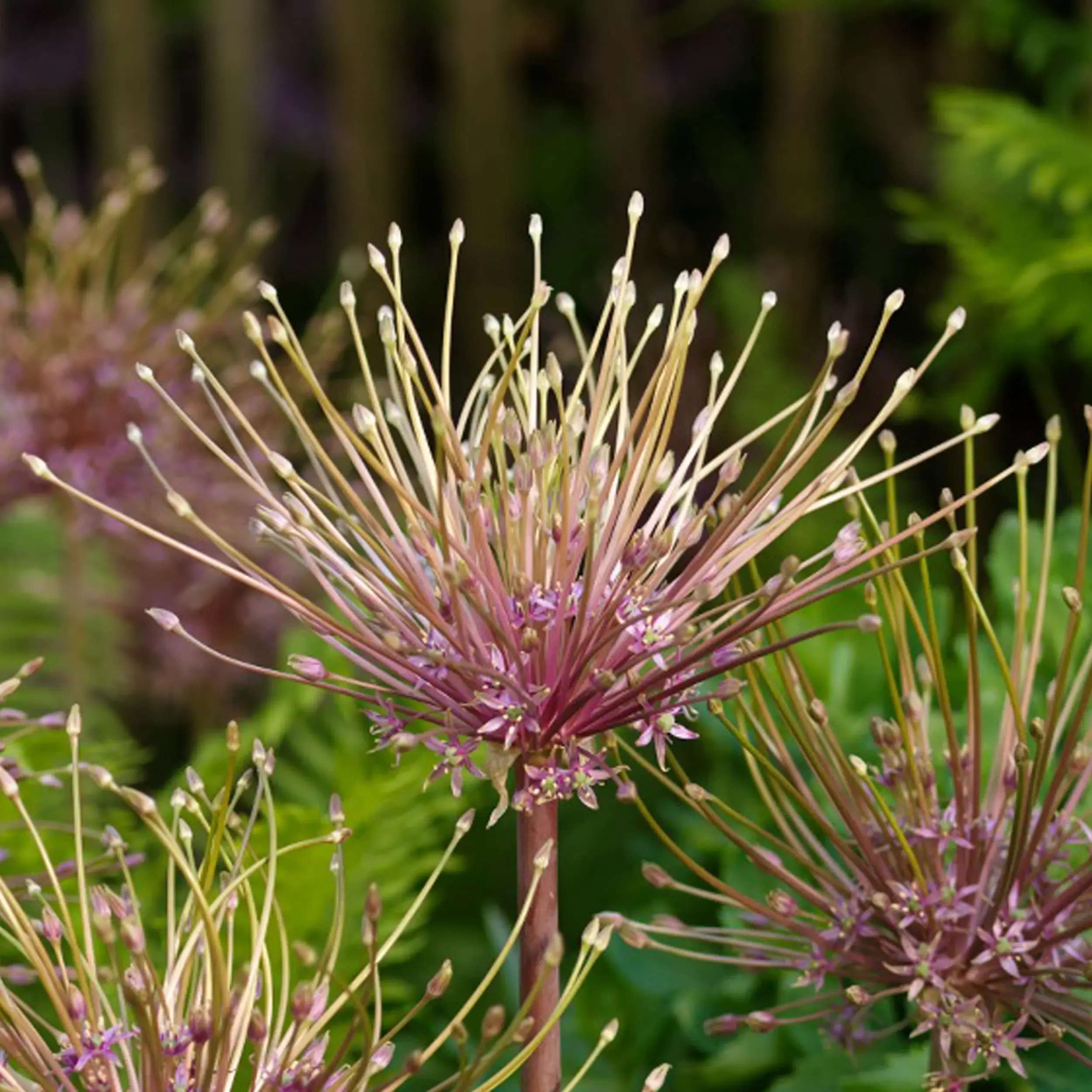Allium 'Schubertii' - Lila with pink